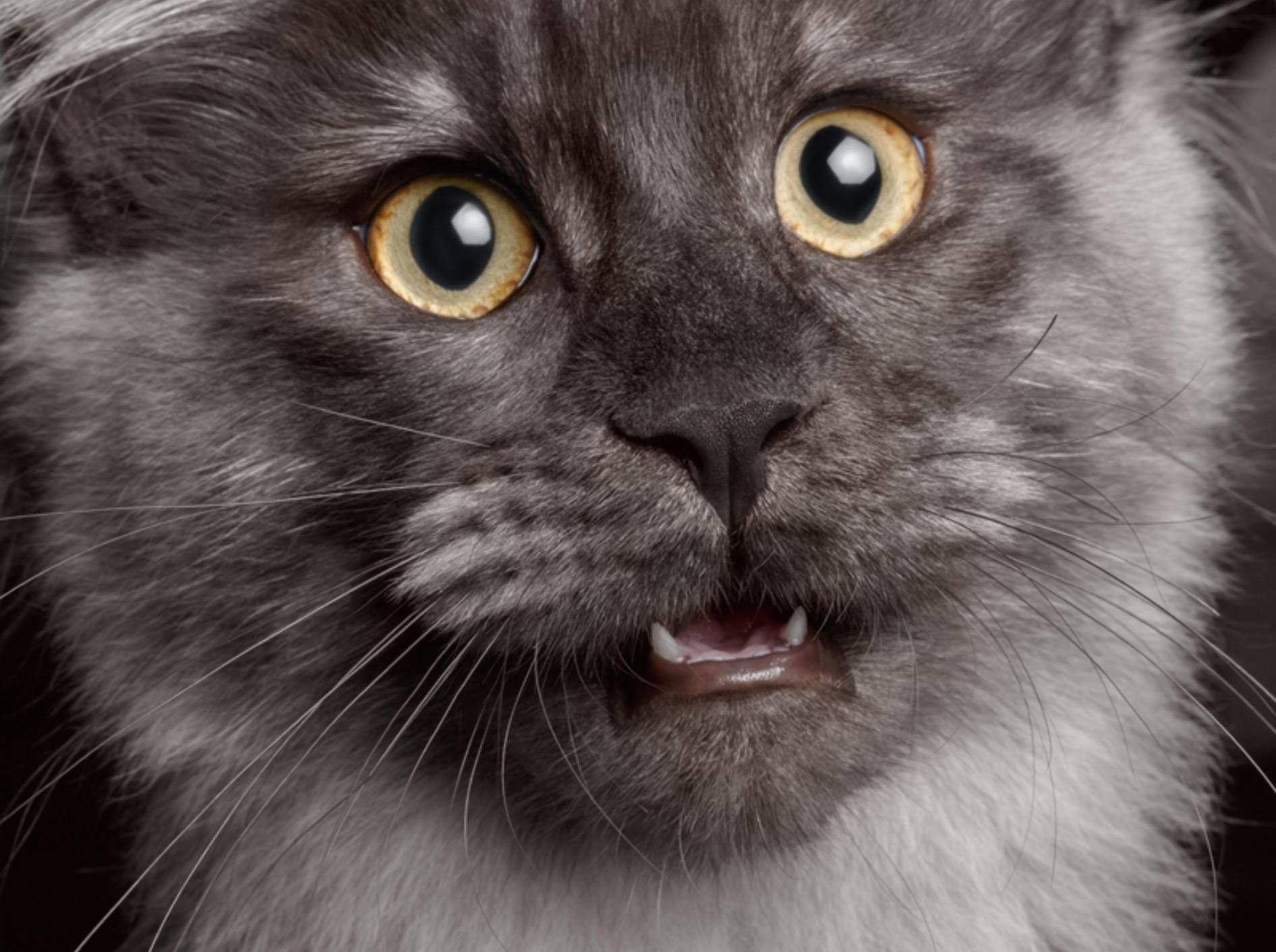 Blaue Zunge Bei Katzen Ab Zum Tierarzt