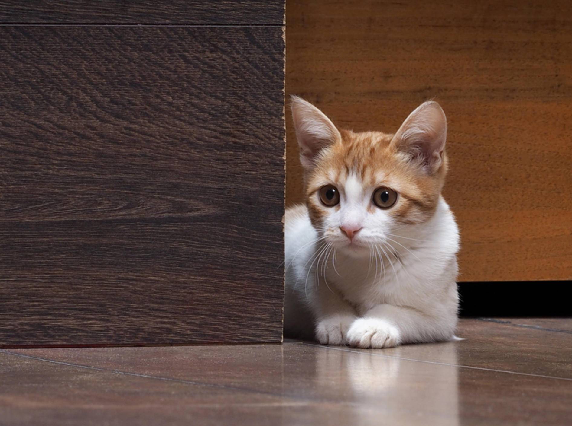"Oh je, was ist denn das da hinten?": Kleine Katze hat Angst – Shutterstock / Irina Kozorog