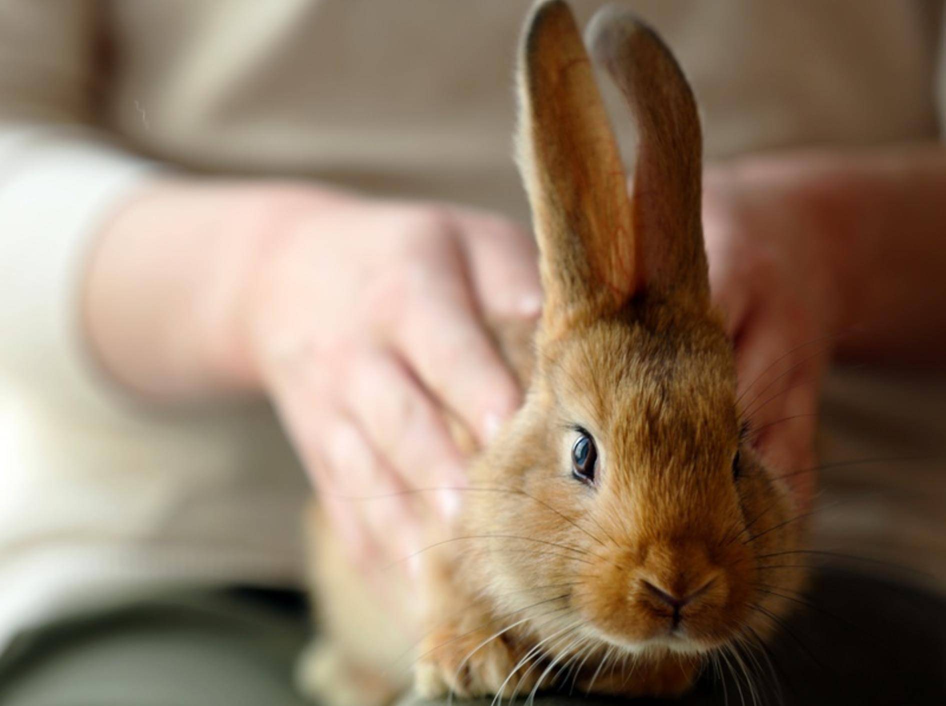 Insbesondere Kaninchen mit Stehohren verfügen über eine klare Körpersprache. – shutterstock / Africa Studio