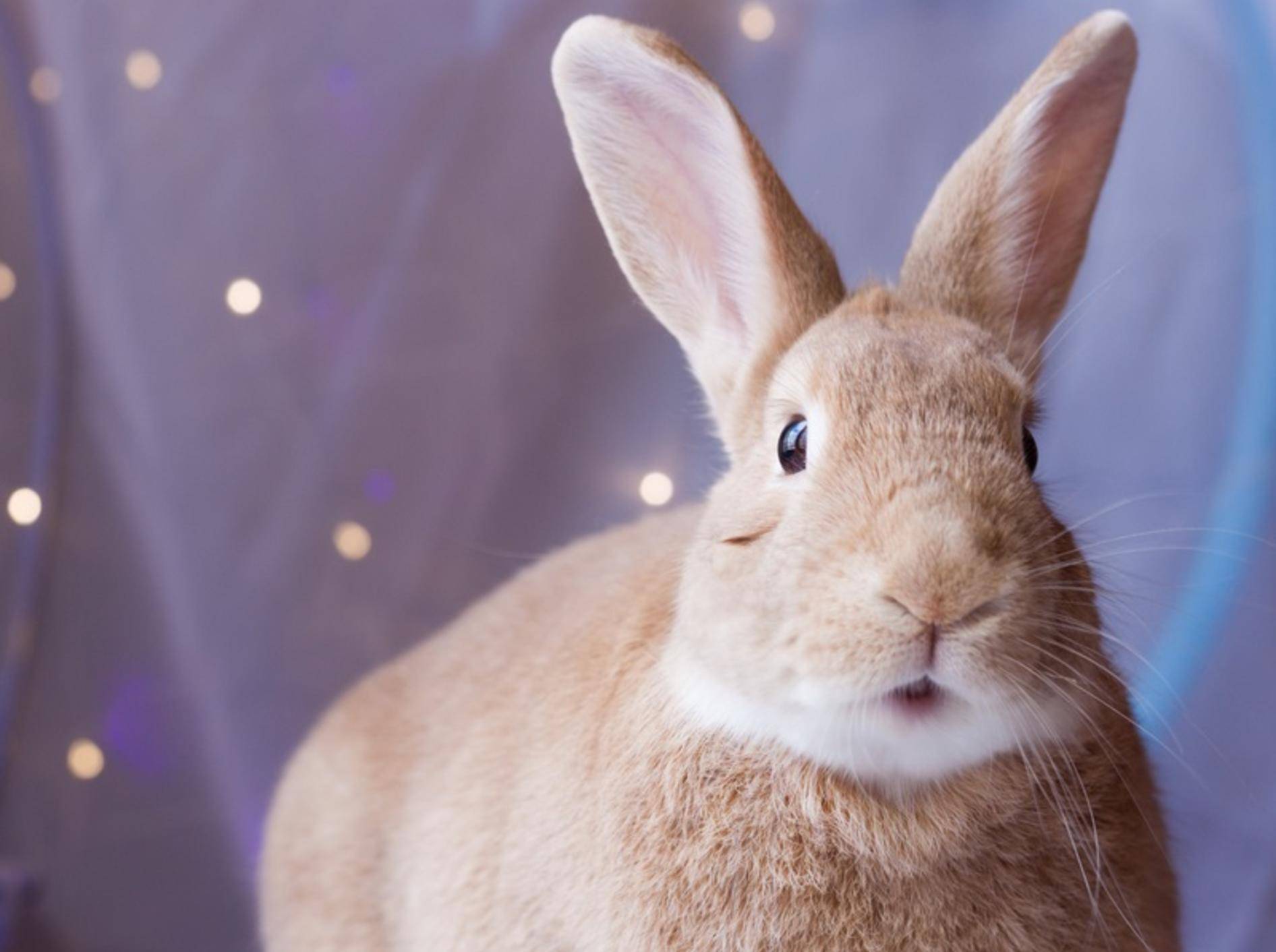 Was das hübsche Kaninchen uns wohl sagen möchte? – Shutterstock / Rabbitti