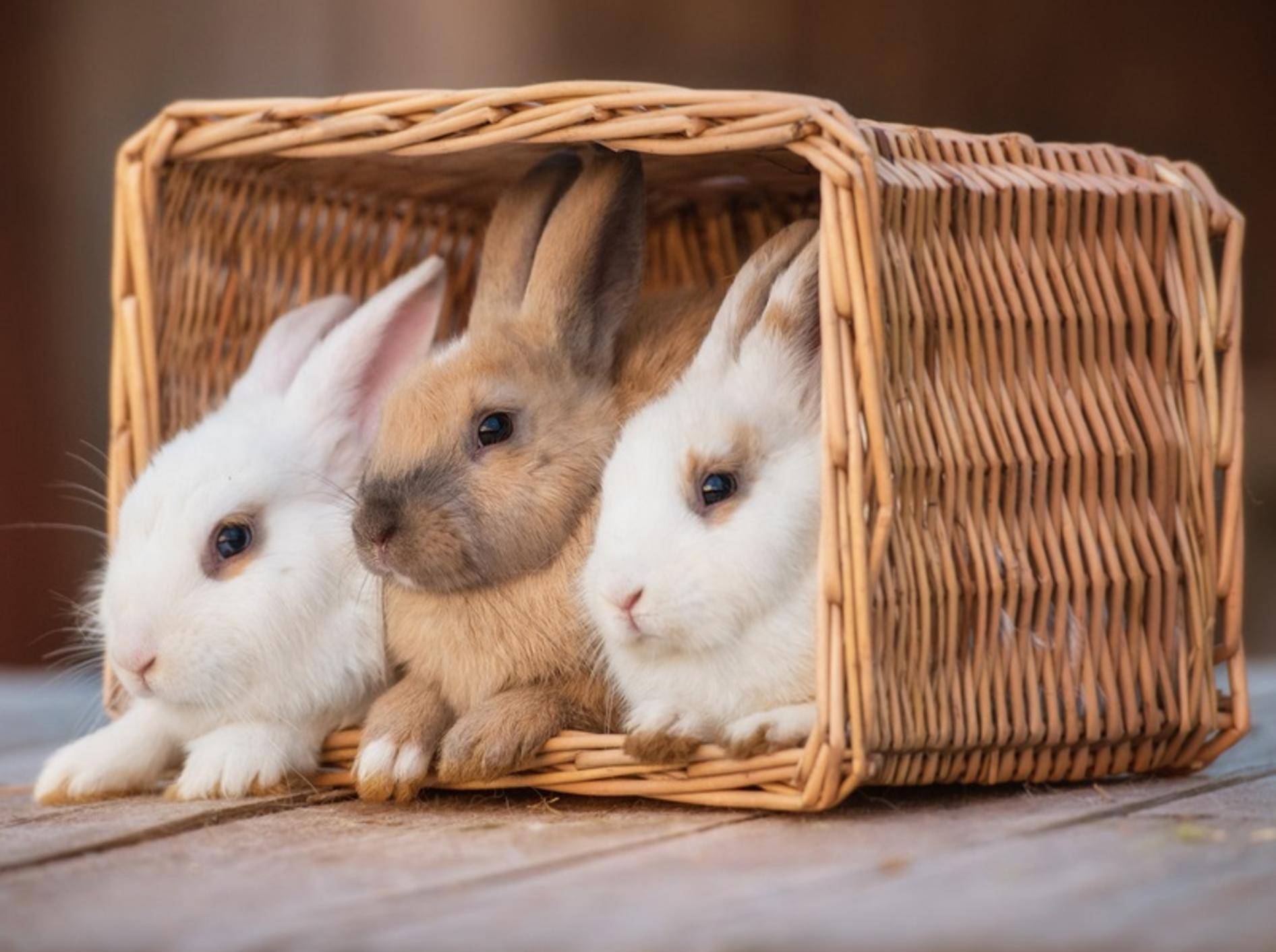 Die geselligen Kaninchen leben am liebsten in einer Gruppe – Shutterstock / Rita Kochmarjova