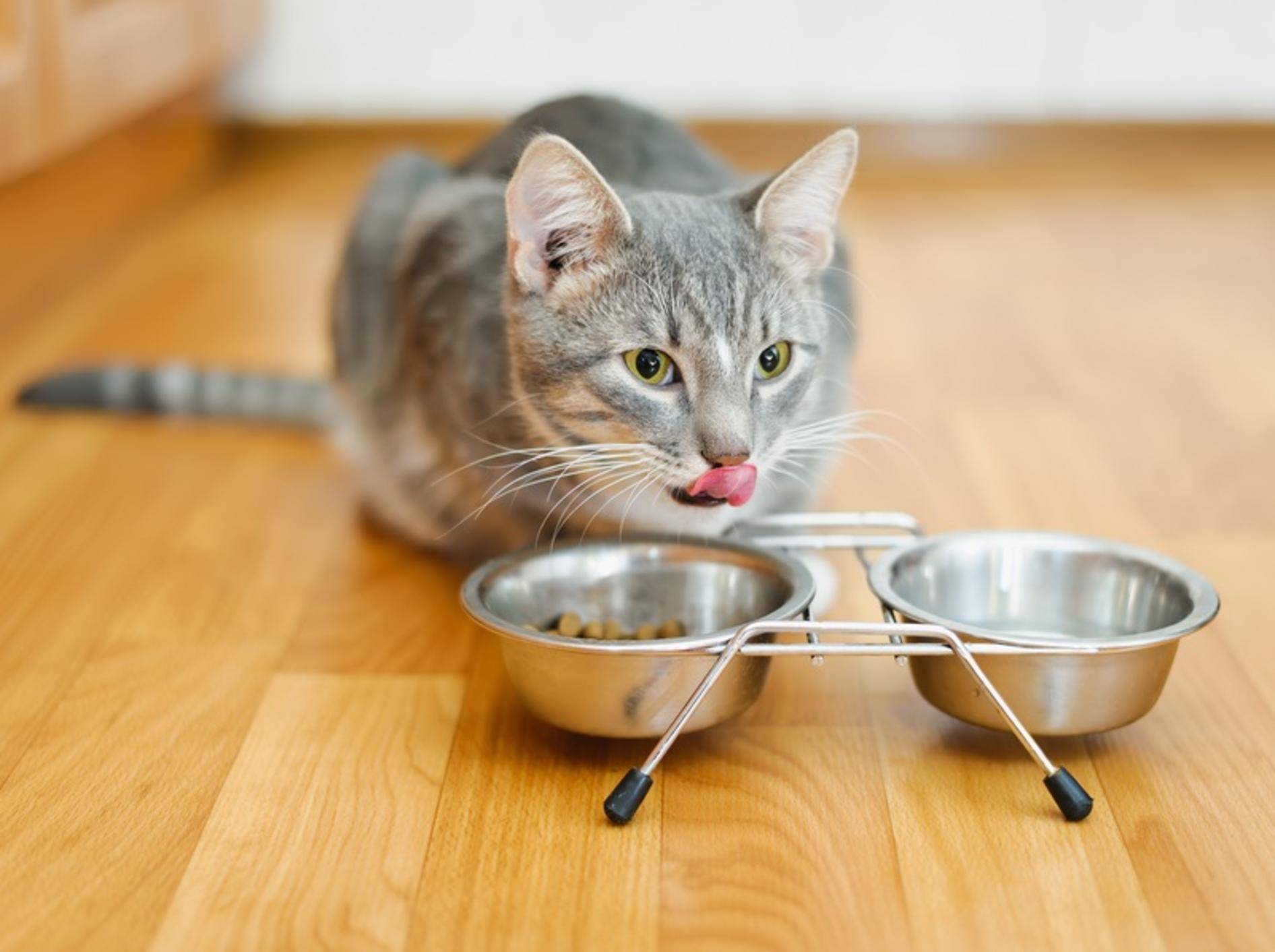 Кошки во время еды. Миска для кота. Голодный кот. Кошка возле миски. Кошка возле миски с едой.