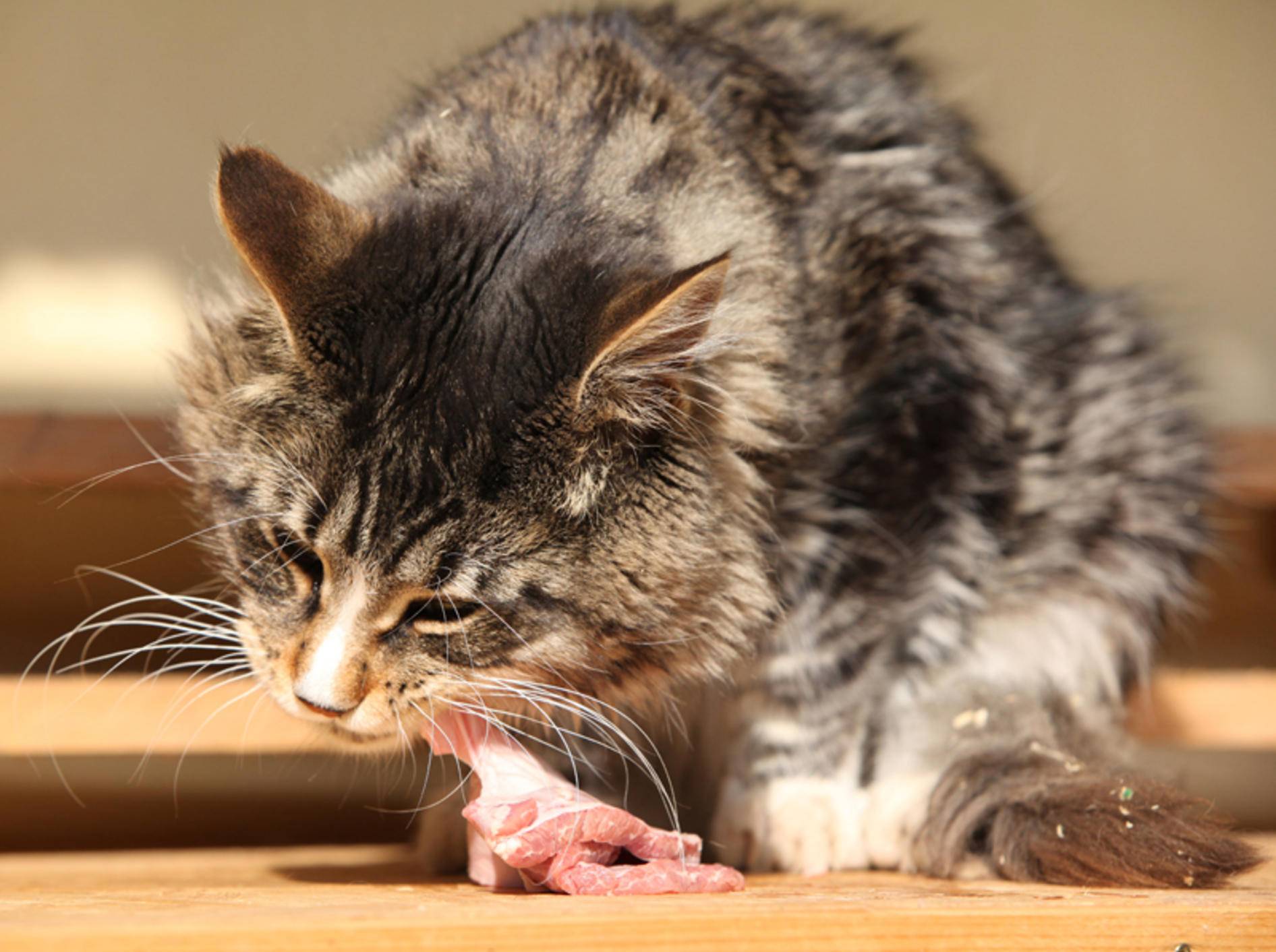 Beim Barfen bekommen Katzen rohes Fleisch zu fressen – Shutterstock / Zuzule