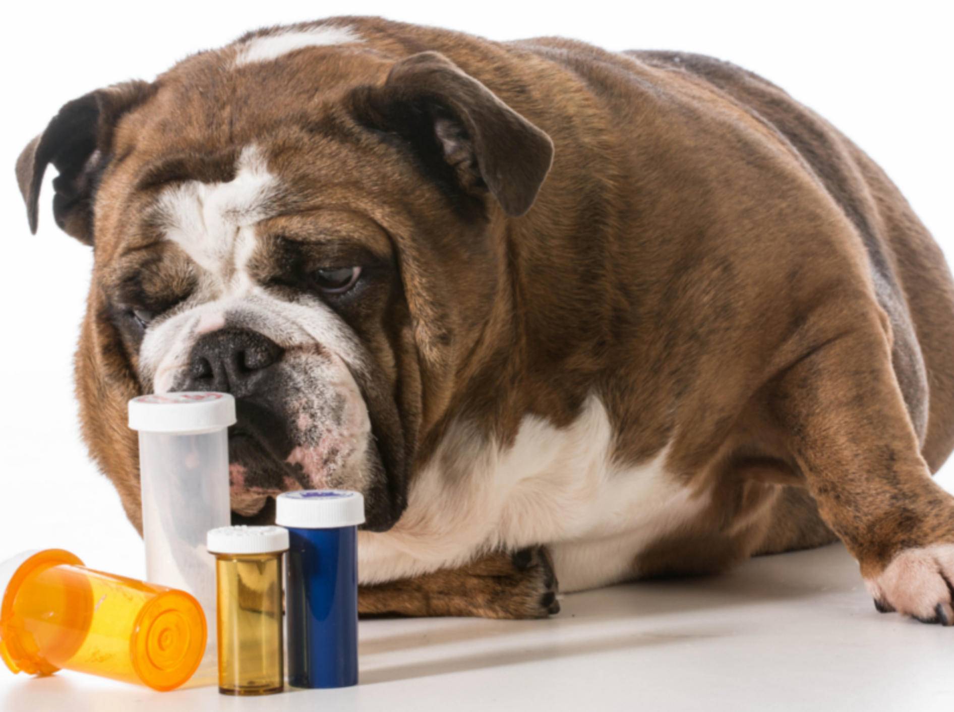 Schüßler-Salze können auch bei Hunden Wirkung entfalten – Shutterstock / WilleeCole Photography