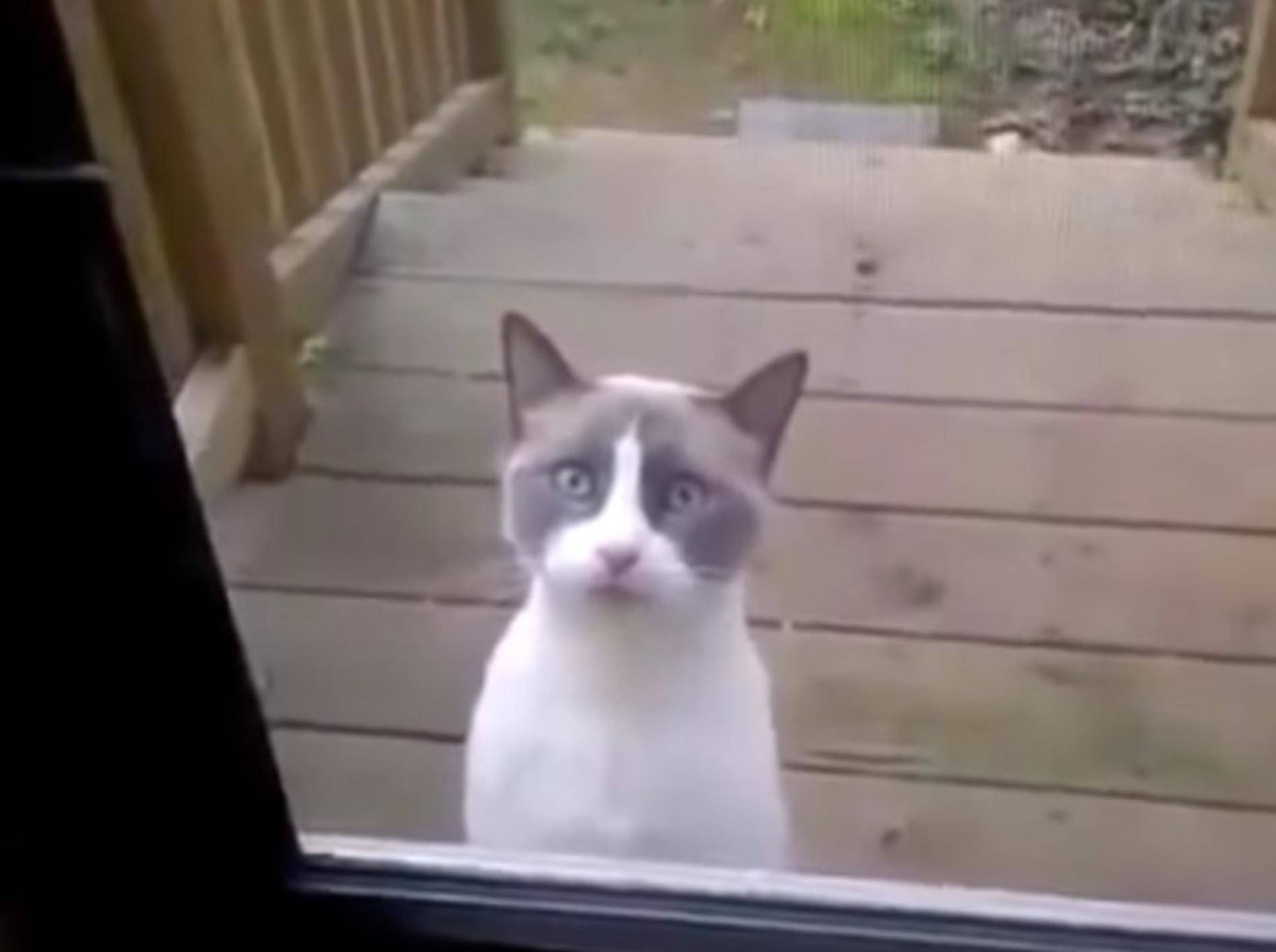 Irgendwie gruselig, wie die Katze da so jammert – YouTube / LachflashTV