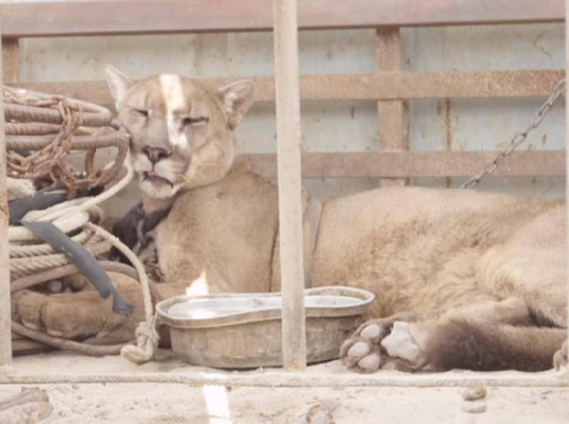 Puma Mufasa aus Gefangenschaft im Zirkus befreit – Youtube / Animal Defenders International