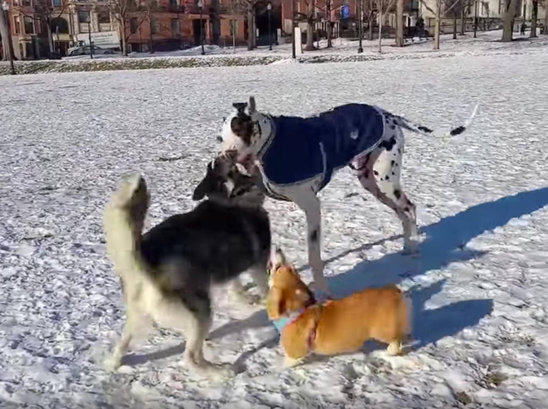 "Manno, lasst mich mitspielen!": Corgi will mit großen Hunden toben – YouTube / Rumble Viral