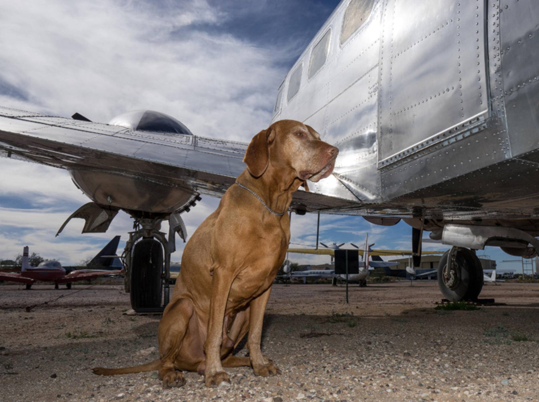 Große Hunde wie dieser Vierbeiner müssen im Flugzeug im Frachtraum bleiben – Shutterstock / Barna Tanko
