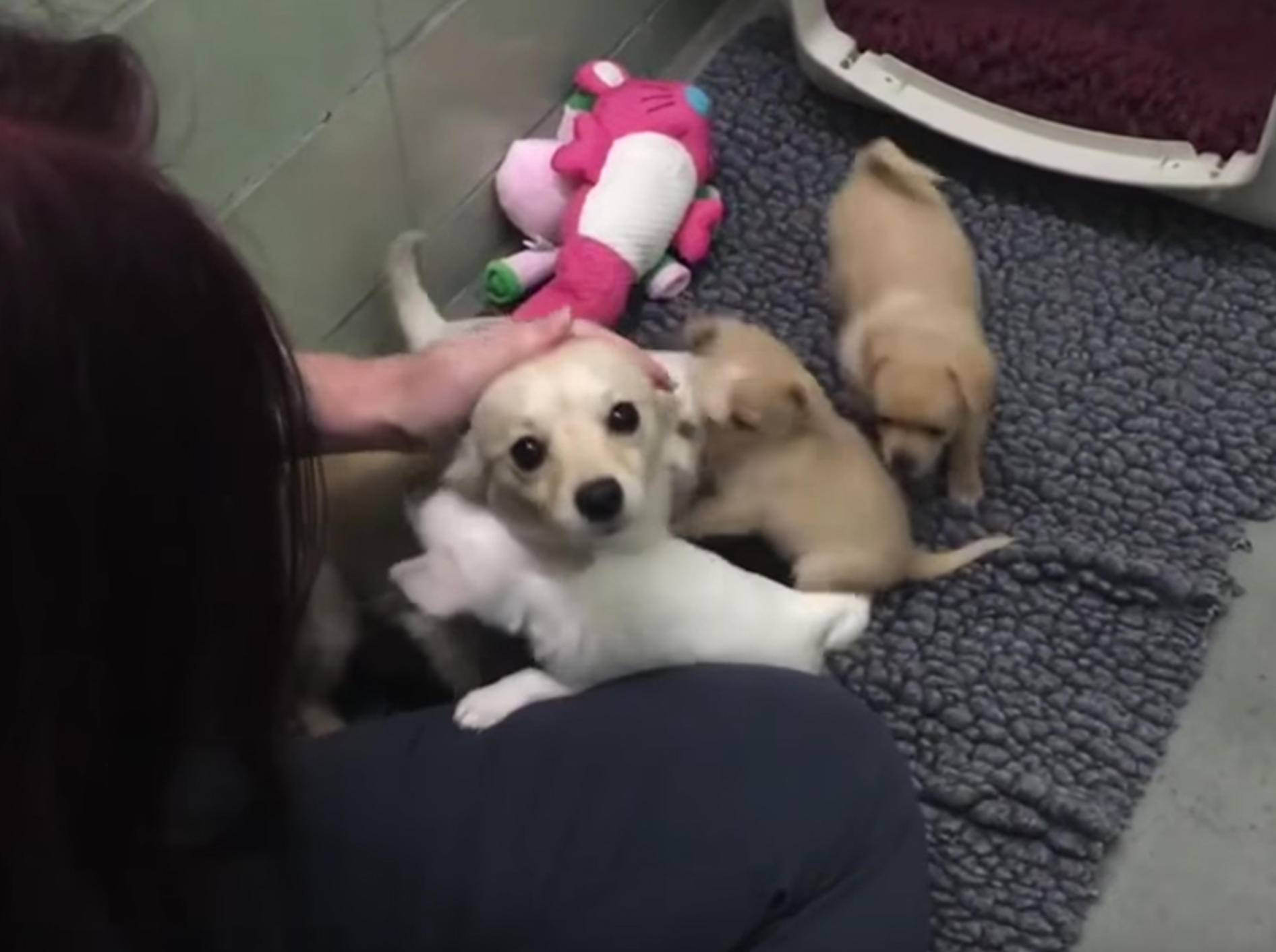 Hundemama Cora sieht ihr süßen Welpen wieder – YouTube / ABC News