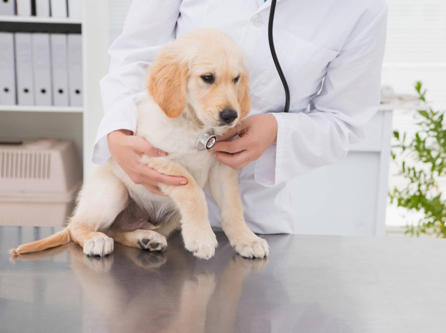 Ob und wann eine Frühkastration für Ihren Hund infrage kommt, besprechen Sie am besten mit Ihrem Tierarzt – Shutterstock / wavebreakmedia