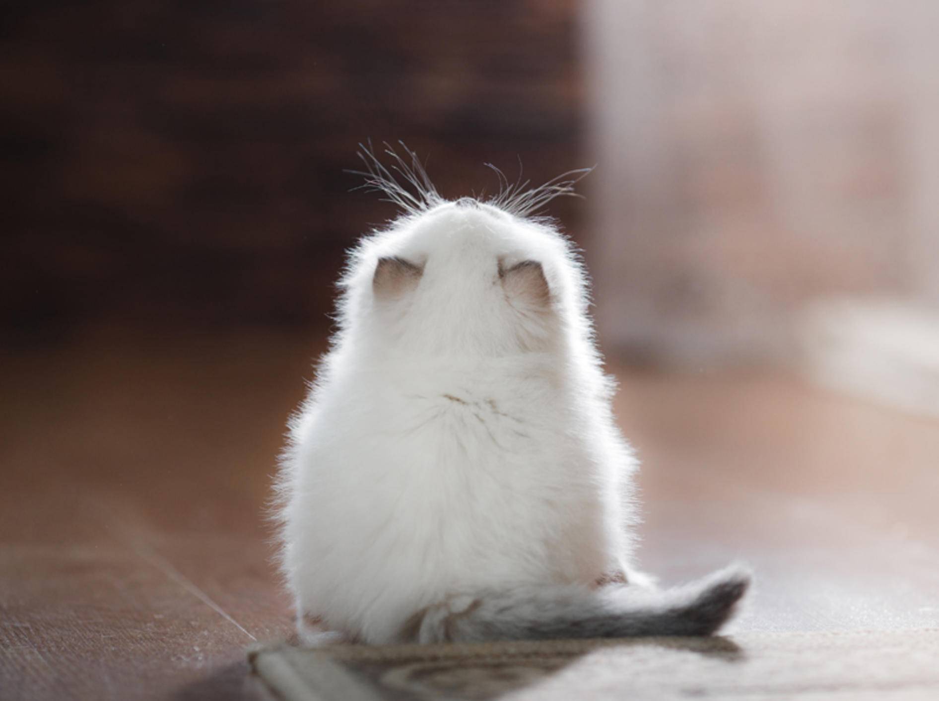 "Ui, sooo viel gibt es über uns zu wissen!", staunt dieses zuckersüße Ragdoll-Katzenbaby – Shutterstock / dezi