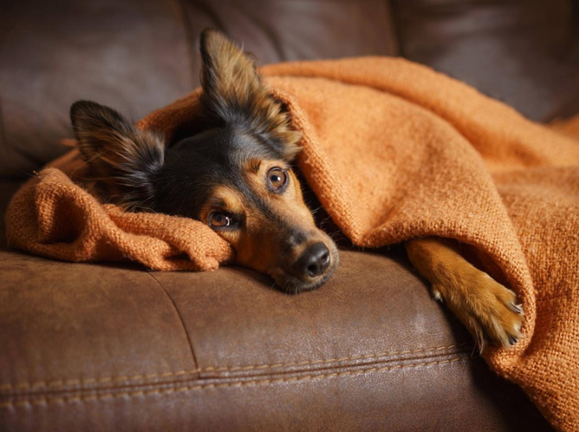 Bei Stress kann Baldrian auch bei Hunden Abhilfe verschaffen – Shutterstock / Lindsay Helms