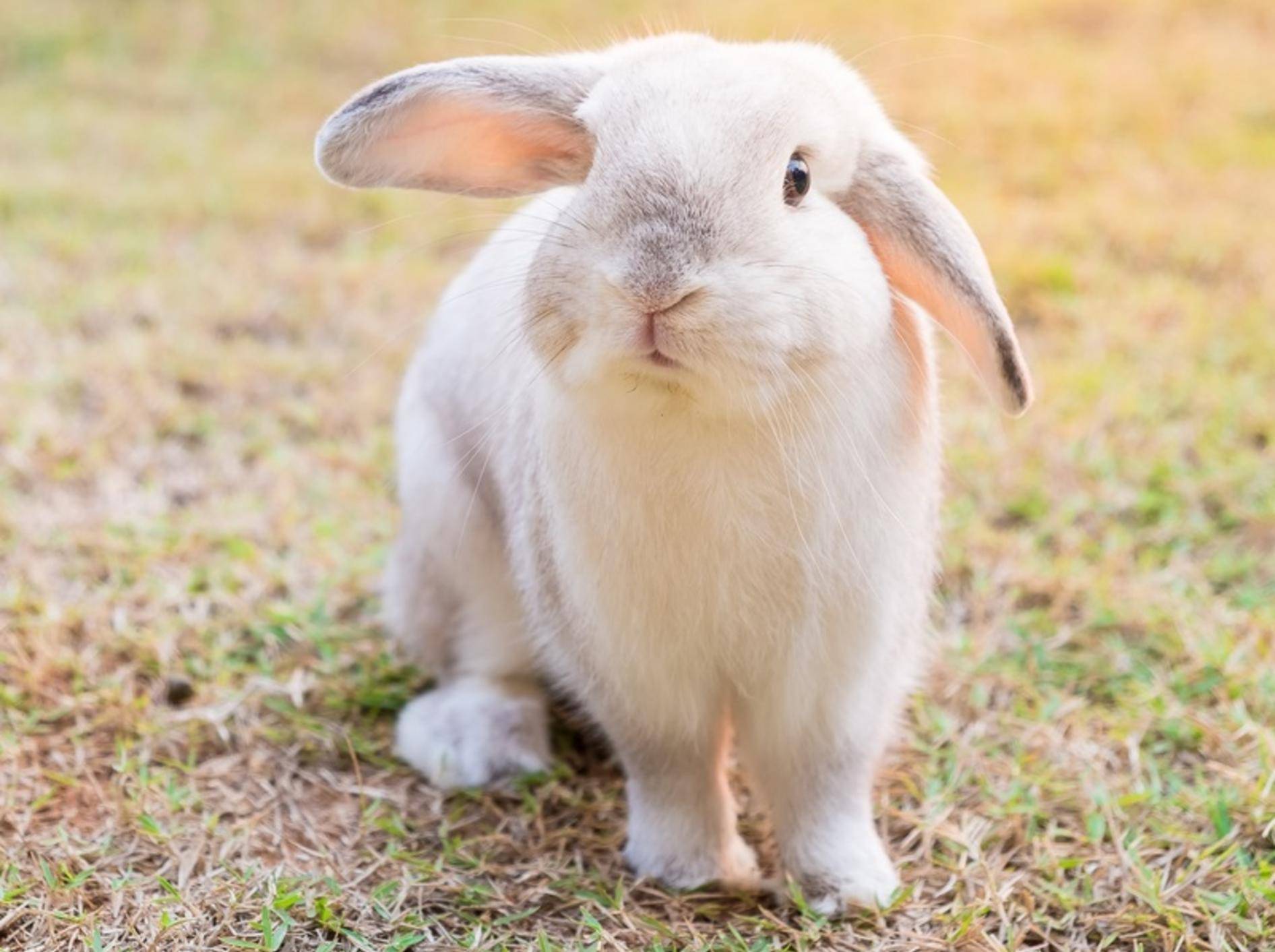 Kaninchen sind keine Nagetiere, aber das macht sie nicht weniger beliebt in deutschen Haushalten! – Shutterstock / Natee Meepian