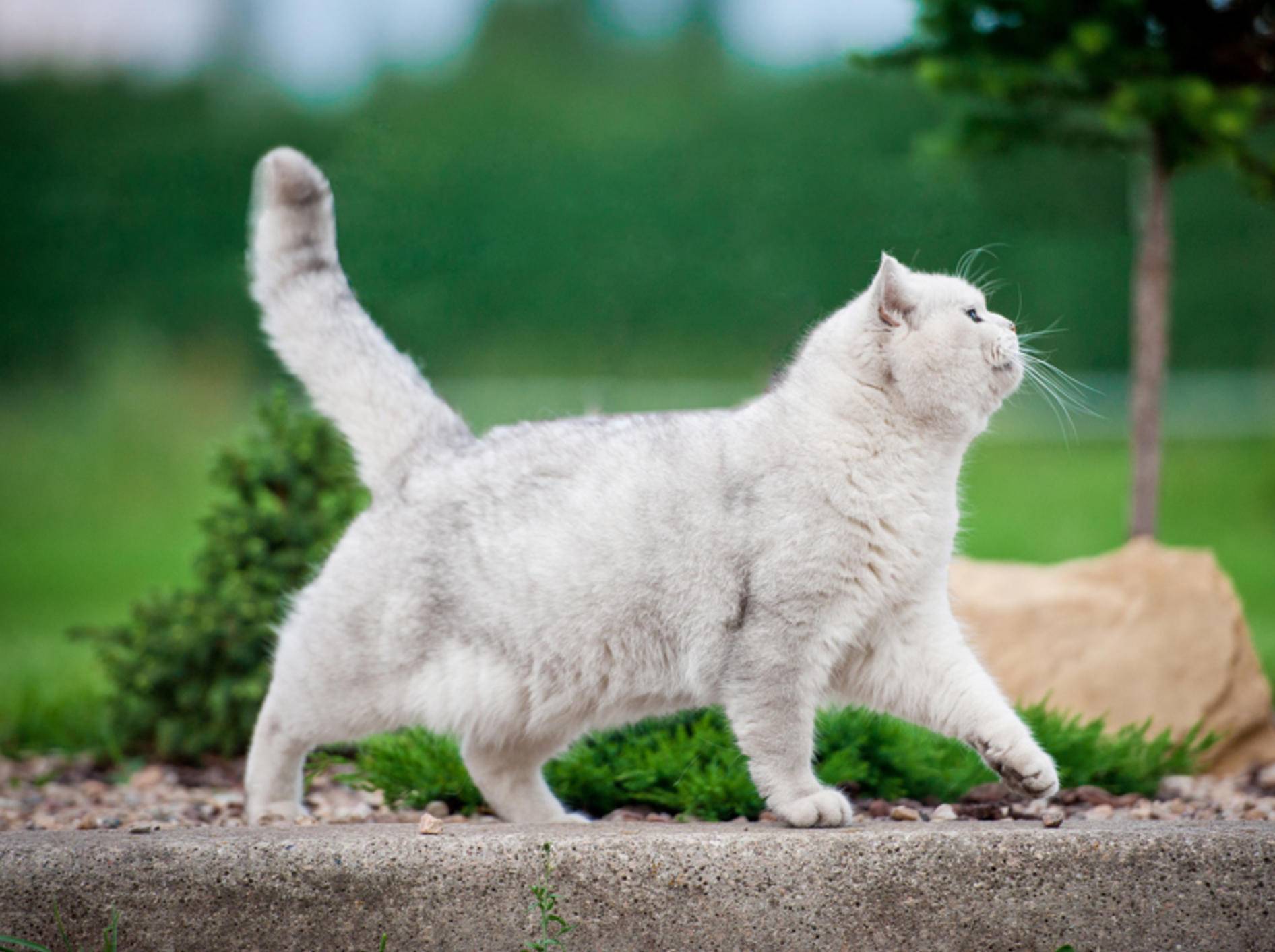 Ist diese Britisch-Kurzhaar-Katze zu dick? Oder ist ihr Hängebauch normal? – Shutterstock / Rita Kochmarjova
