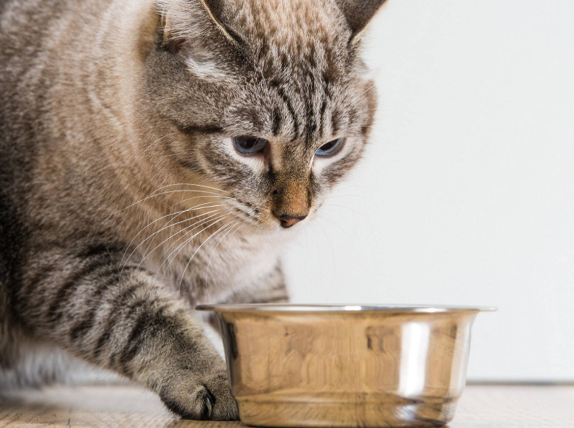 Gewohnheiten, Vorlieben und Bedürfnisse können sich bei Katzen im Alter verändern – Shutterstock / Milles Studio