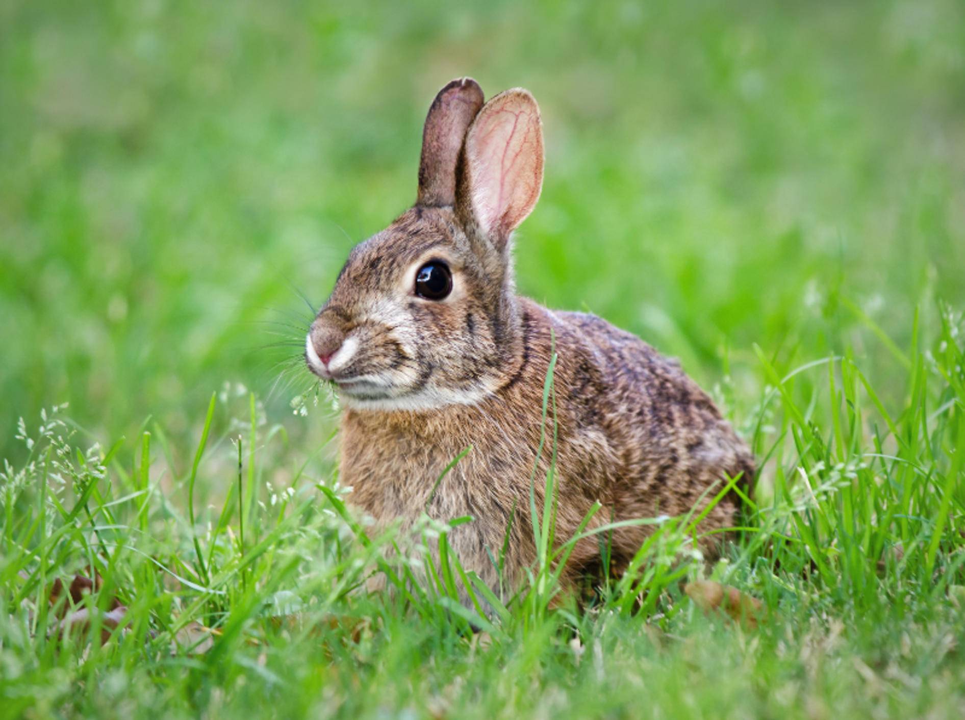 Nicht selten kommen ausgebüxte Kaninchen von alleine wieder zurück zu ihren Artgenossen und zu ihrem Futternapf – Shutterstock / Leena Robinson