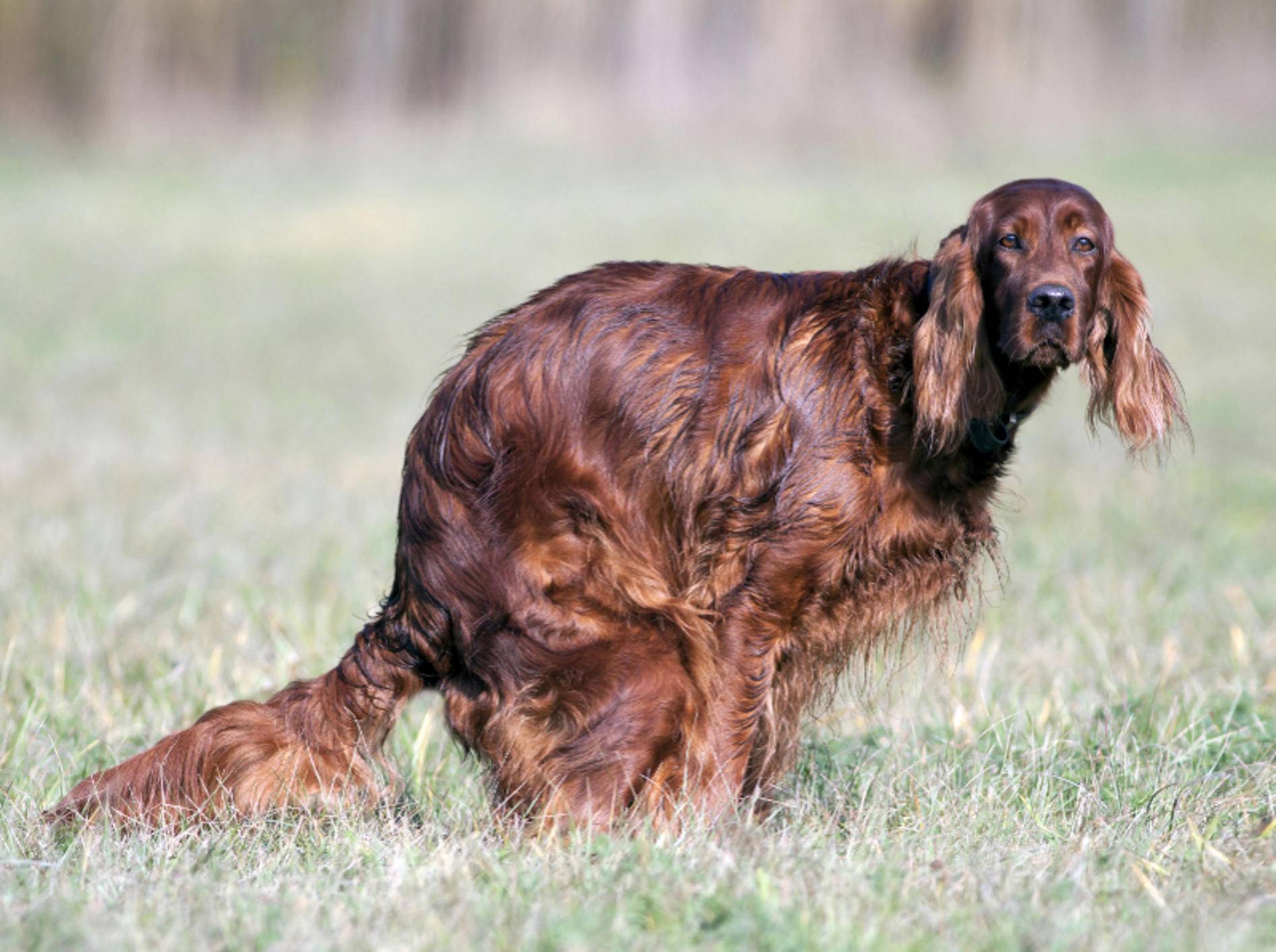 Schön entlang der Nord-Süd-Achse aufstellen, Mister Hund! – Shutterstock / Reddogs