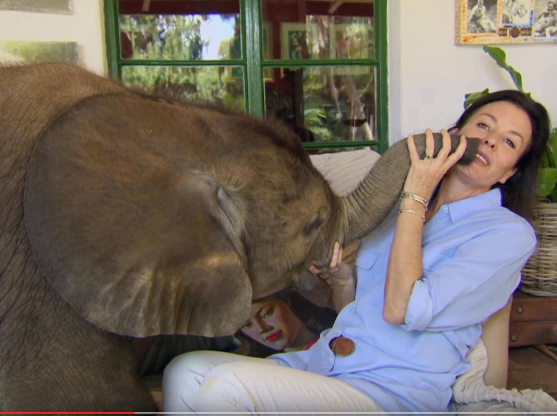 Kleiner Elefant weicht seiner Retterin nicht von der Seite – YouTube / BBC