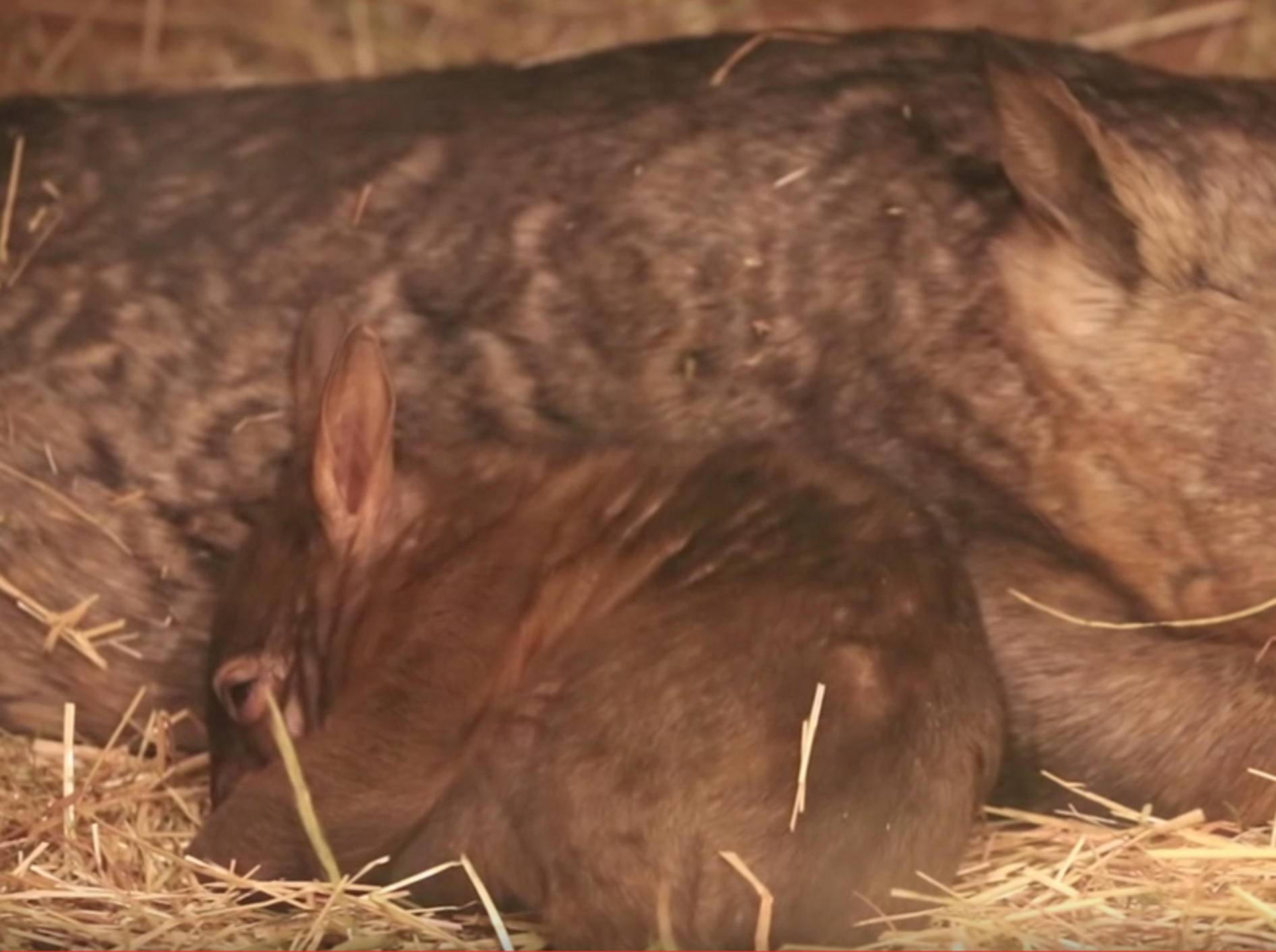 Kleines Wombat-Baby Jindi erkundet seine Welt – YouTube / ZoosVictoria