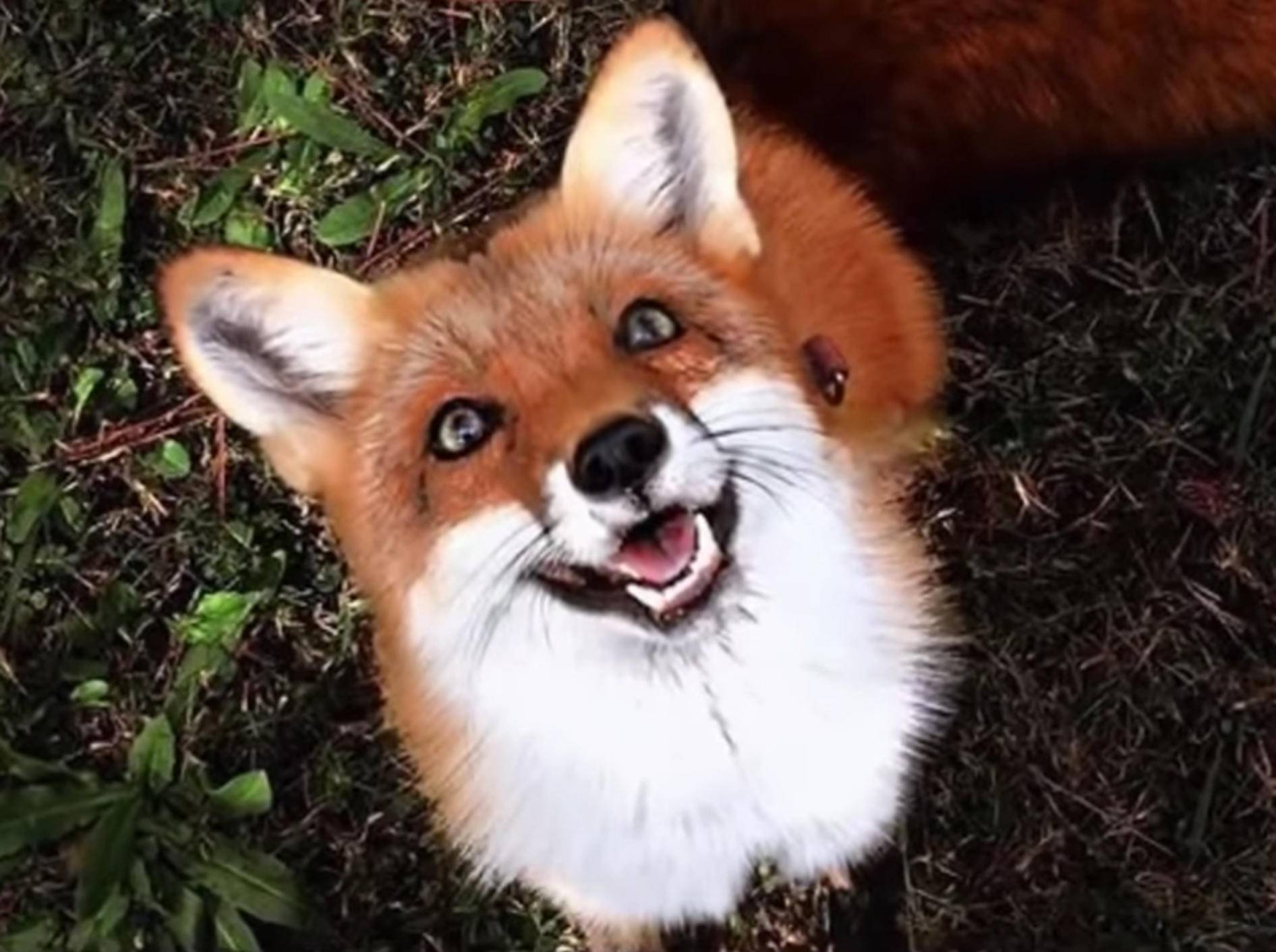 Die süße Fuchs-Dame Juniper verzaubert jeden im Nu – YouTube / SlideShow ForFun