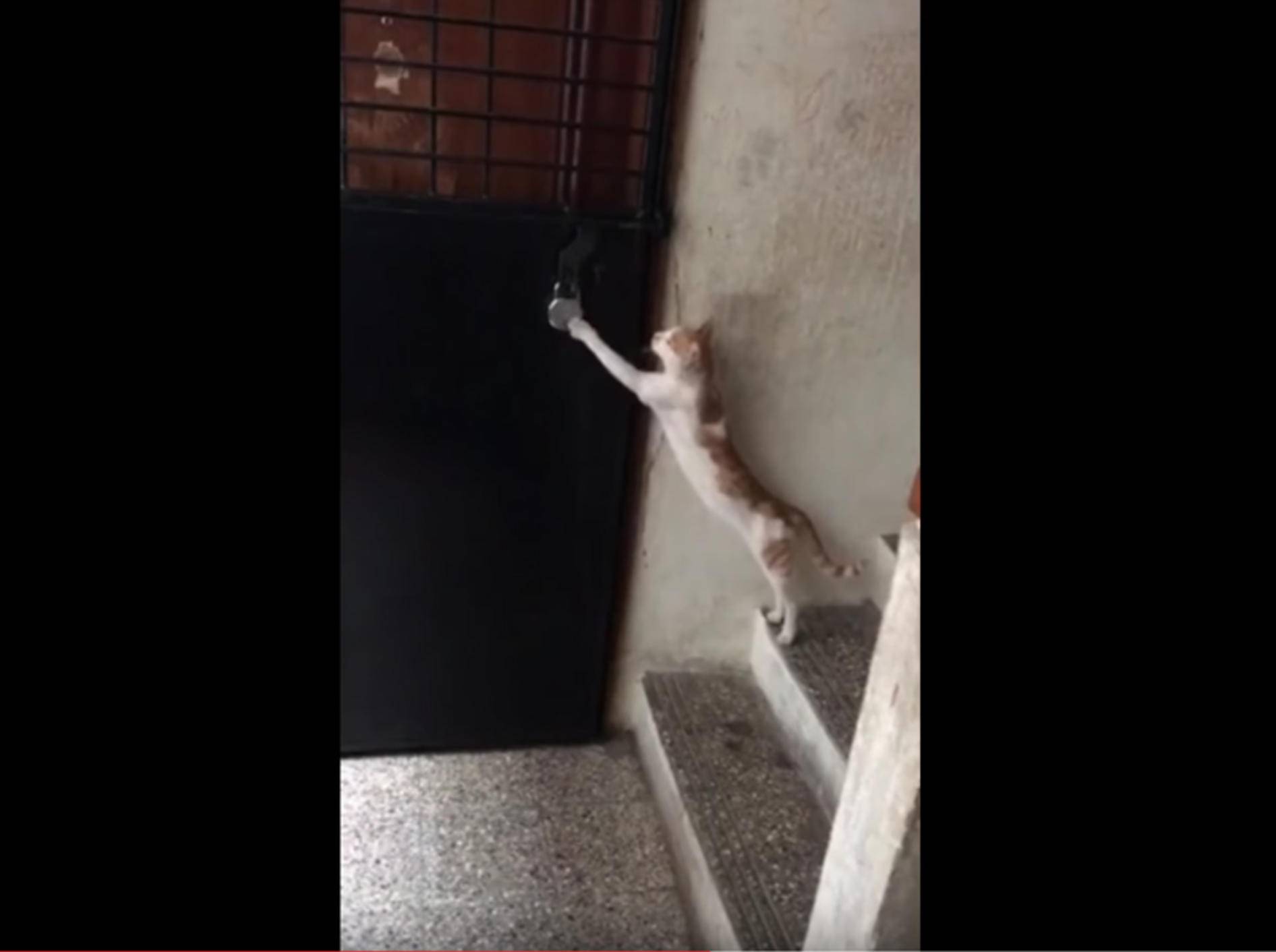 Höfliche Katze klopft an die Tür und erbittet Einlass – YouTube / Rumble Viral