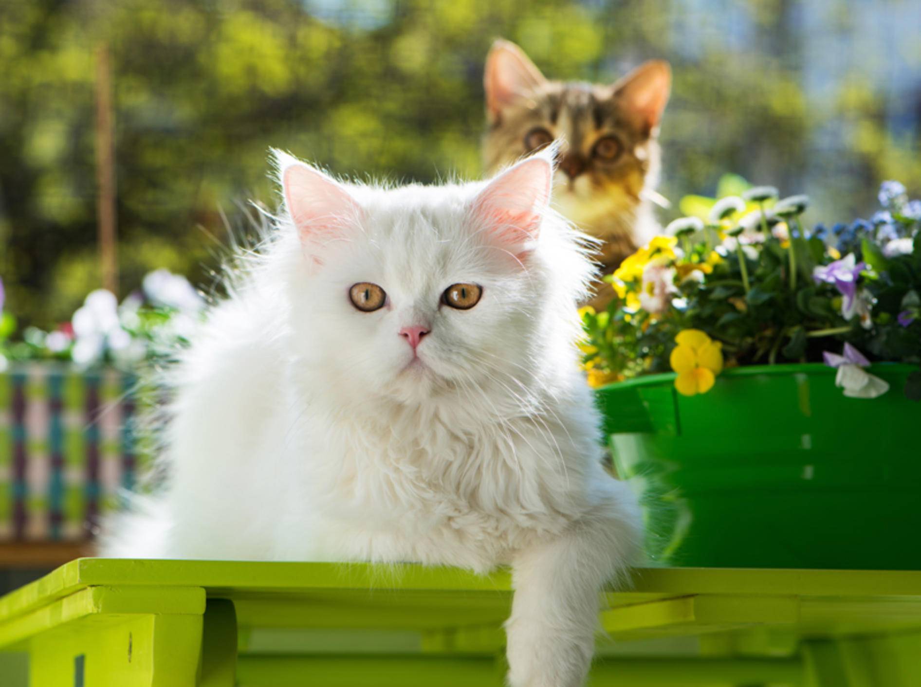 Die beiden Katzen genießen ihren kleinen Ausflug auf den Balkon – Shutterstock / Dora Zett