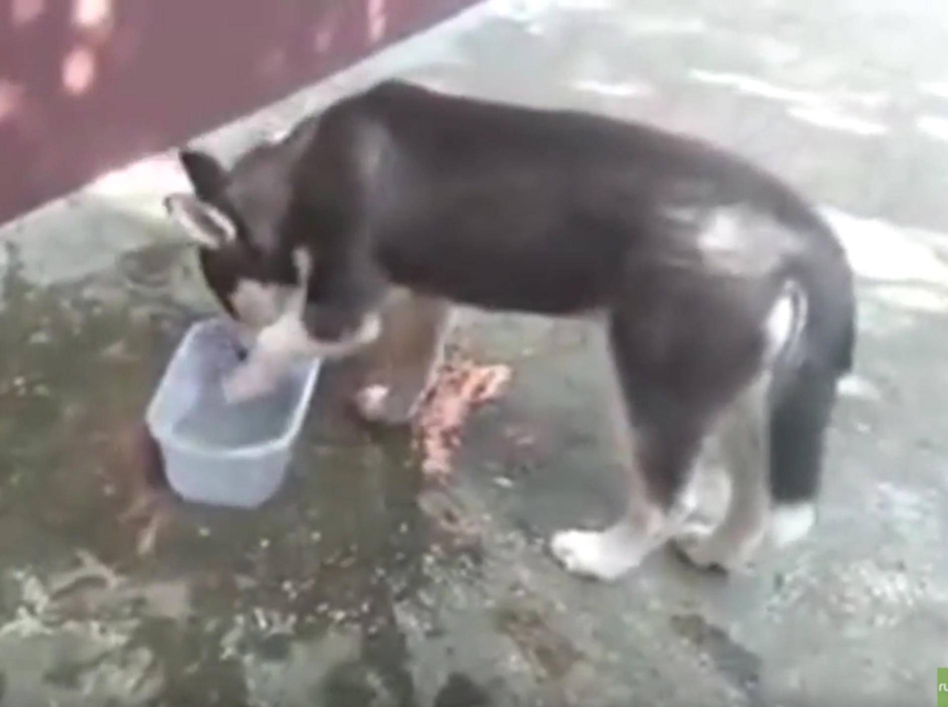 Husky-Welpe will im Wassernapf planschen – YouTube / Rumble Viral
