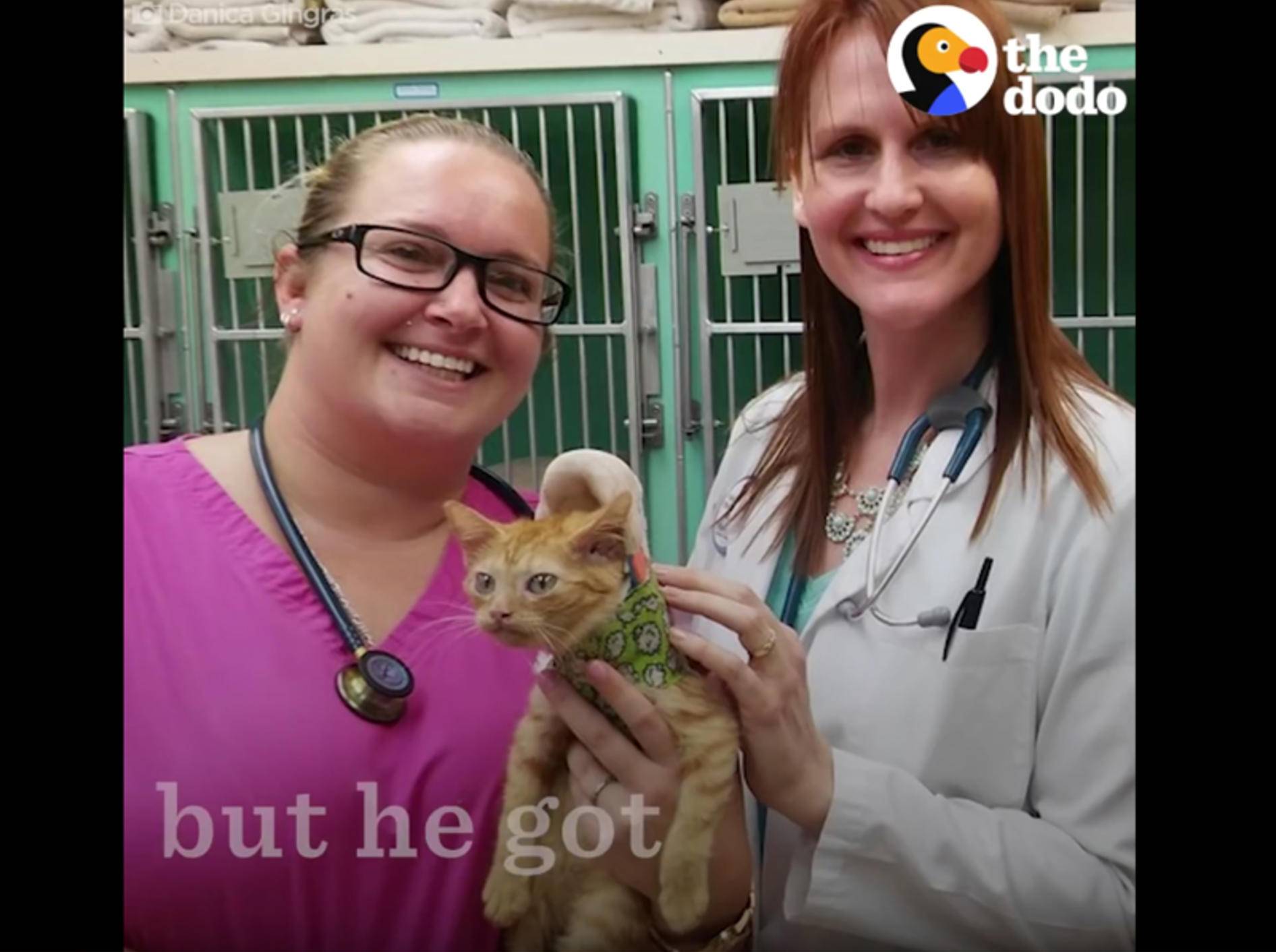 Kätzchen Davey erholt sich von gebrochenem Rückgrat – Youtube / The Dodo