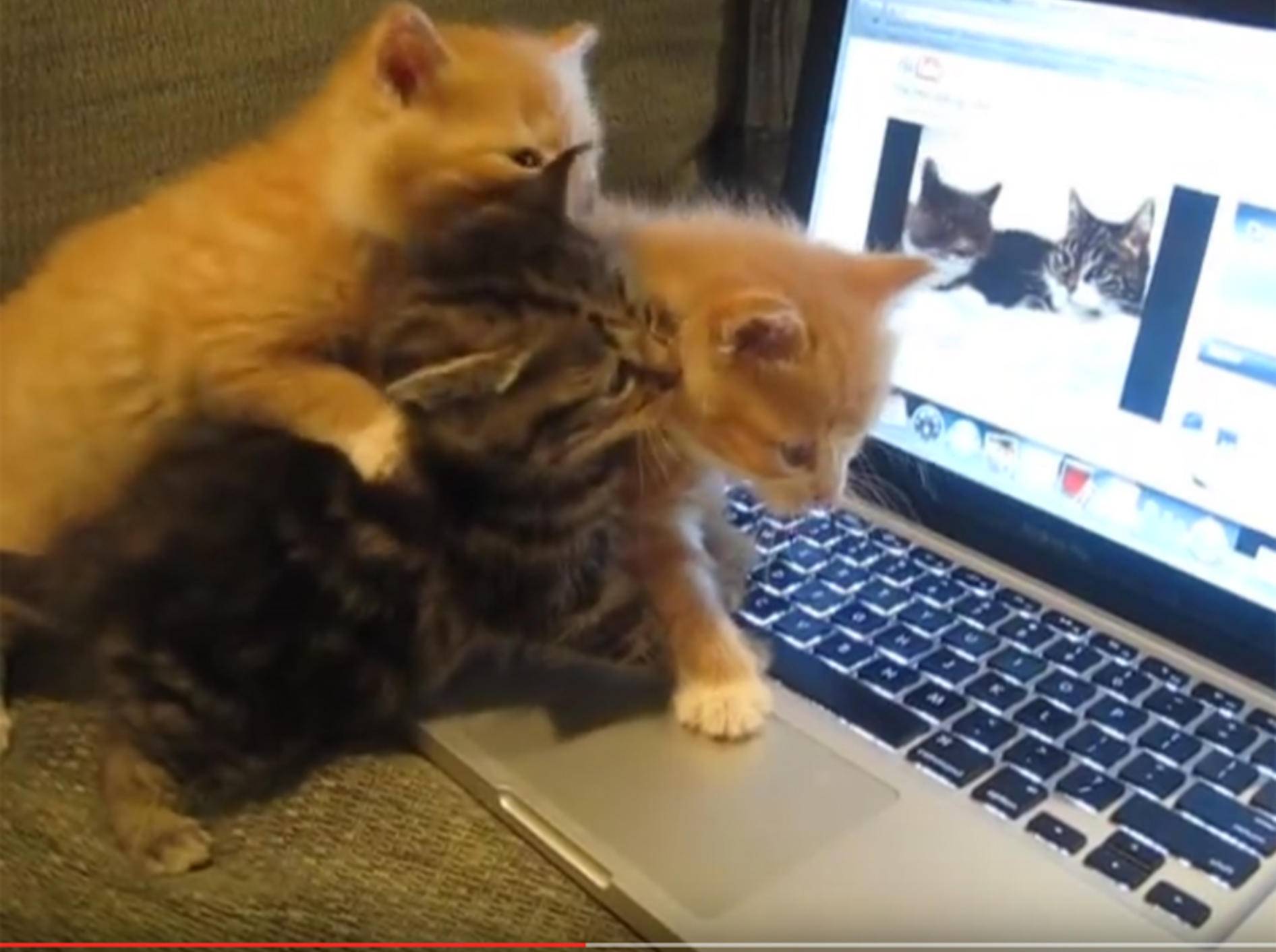 Redselige Katzenbabys fasziniert von Katzenvideo – YouTube / Madeline Ann Sophia