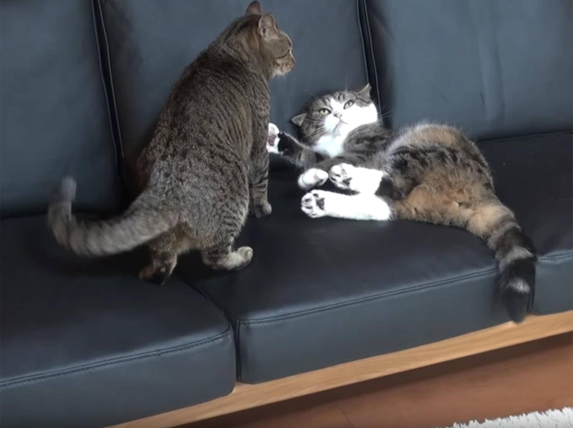Katzenfreunde Maru und Hana spielen Fangen – YouTube / mugumogu