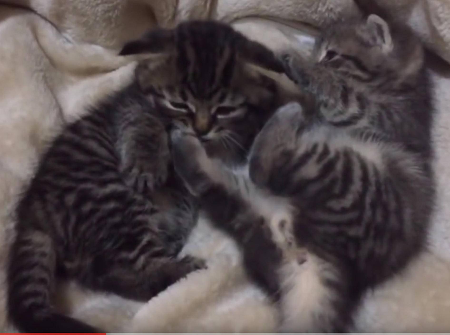 Zwei Minimiezis putzen sich und haben sich lieb – YouTube / foster kittens