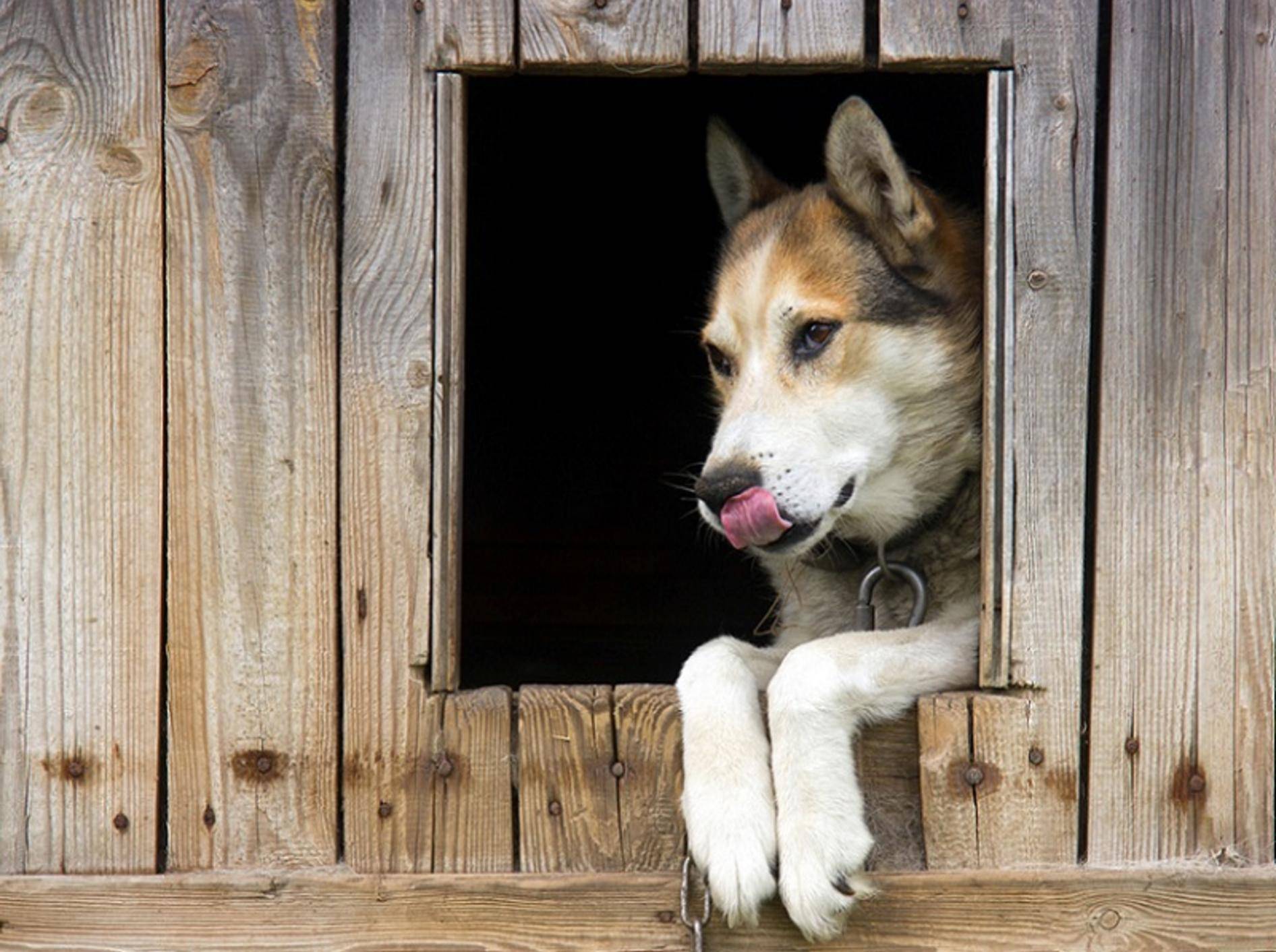 Der Mediziner Pawlow entdeckte die Funktionsweise der Konditionierung beim Hund – Shutterstock / IrinaVol
