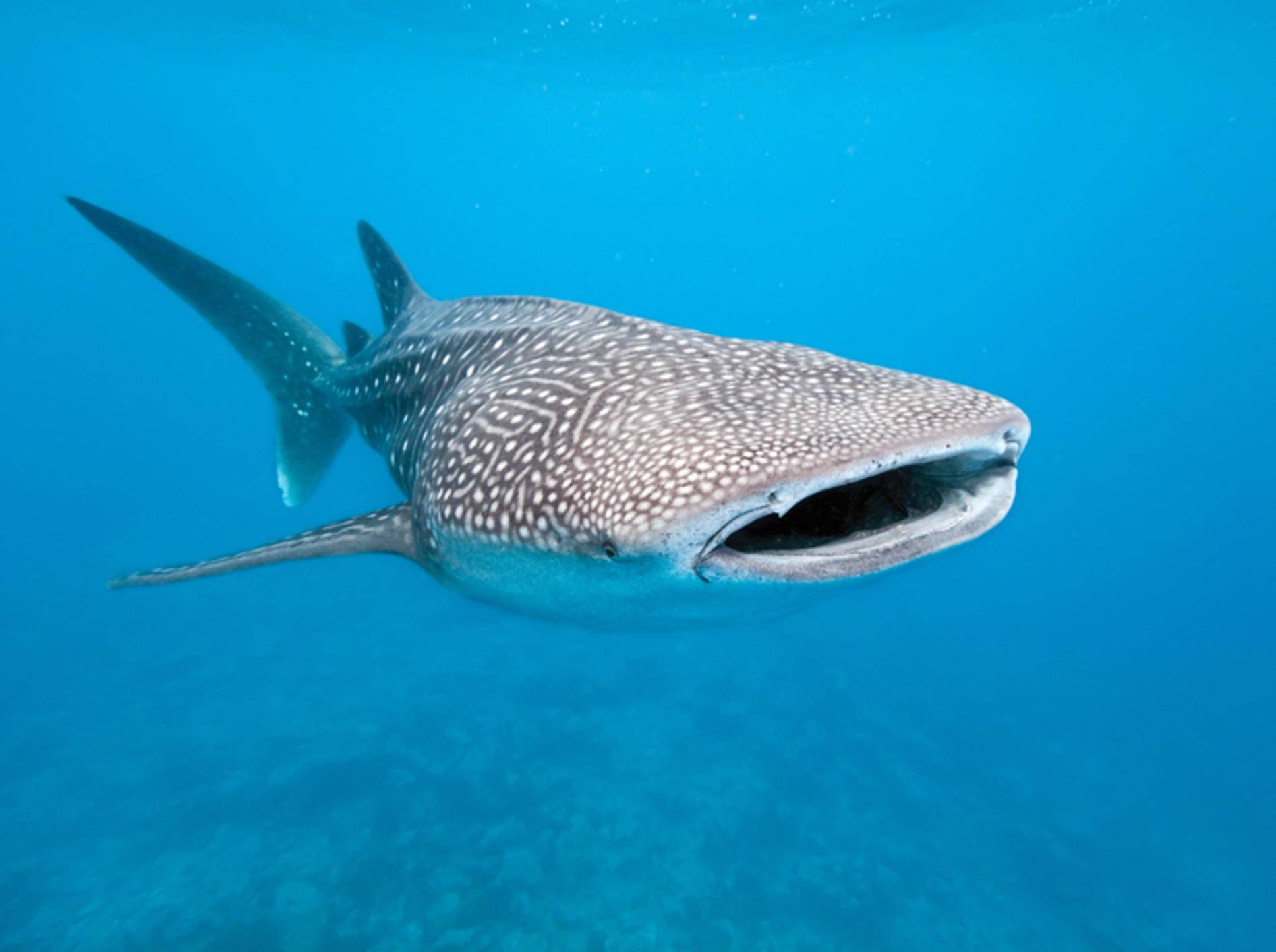 Der Walhai ist der größte noch lebende Fisch, aber ein freundlicher Geselle, der sich vor allem von Plankton ernährt – Shutterstock / Krzysztof Odziomek