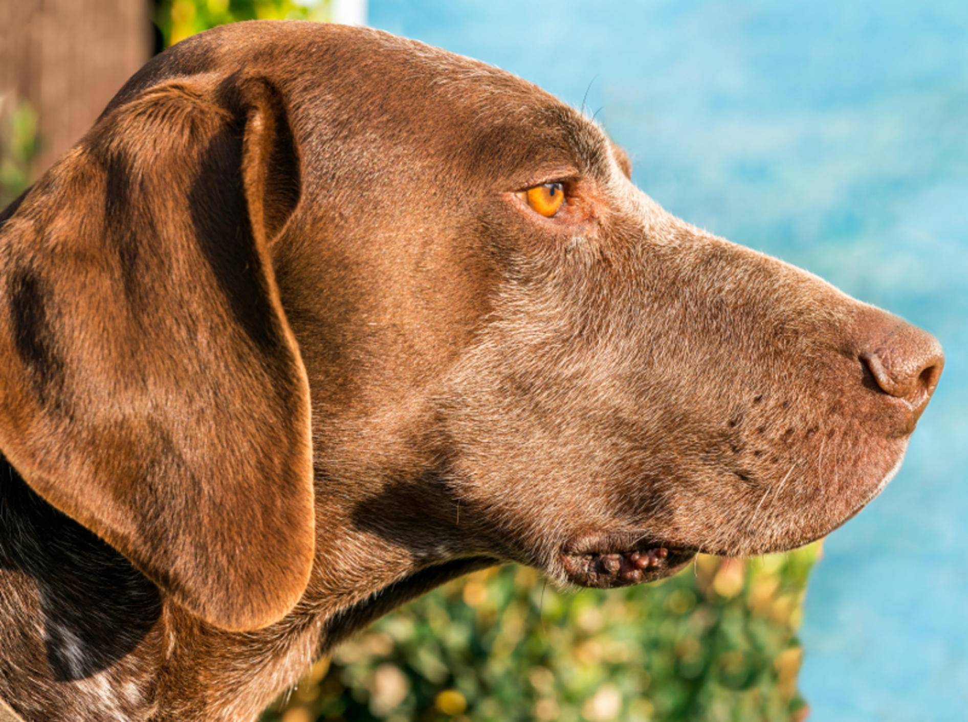 Biotin sorgt unter anderem für schönes, glänzendes Hundefell – Shutterstock / Snova