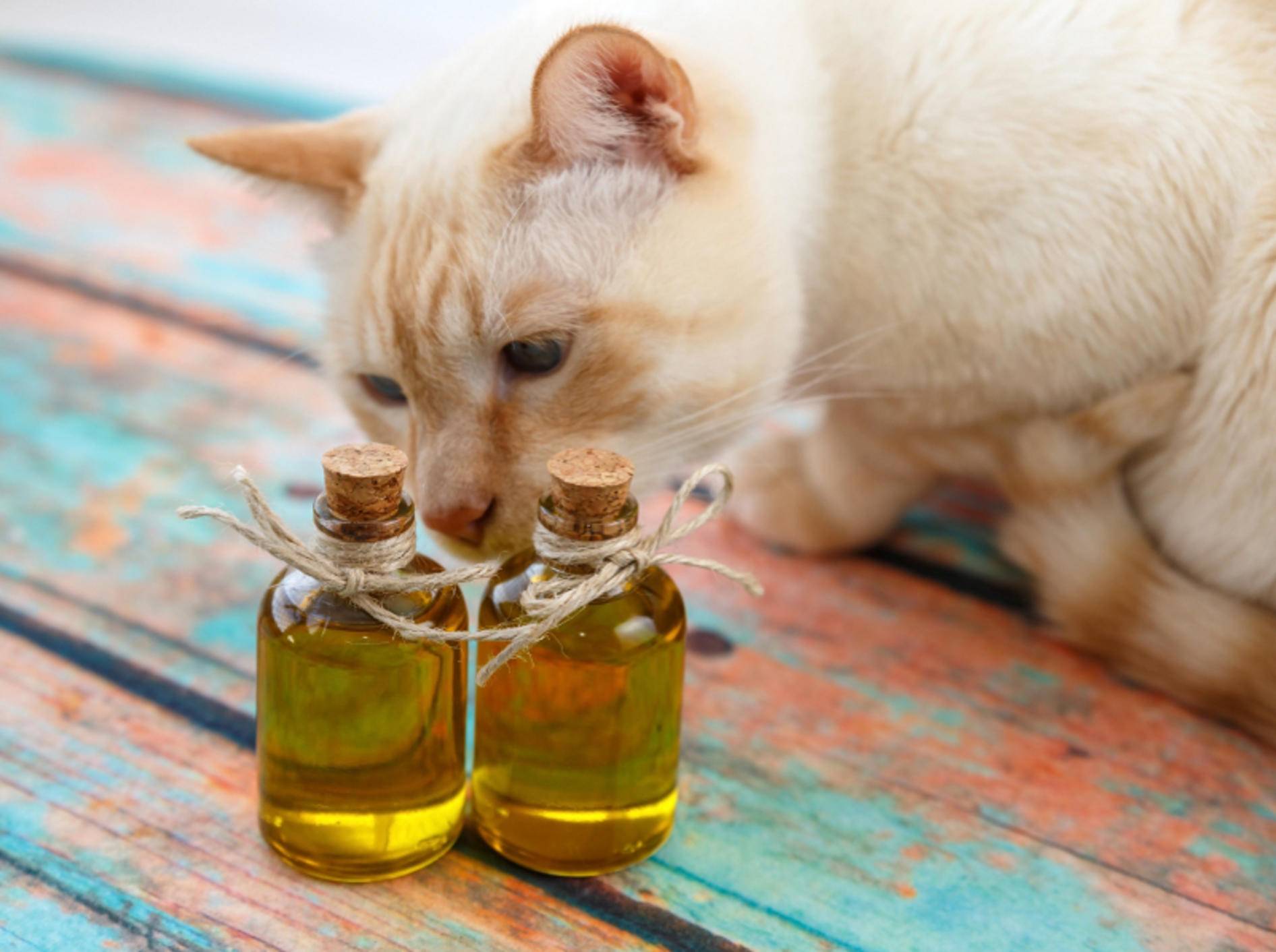 Öle und Fette - und somit auch Fischöl - leisten einen essenziellen Beitrag für die gesunde Katzenernährung – Shutterstock / irinaorel