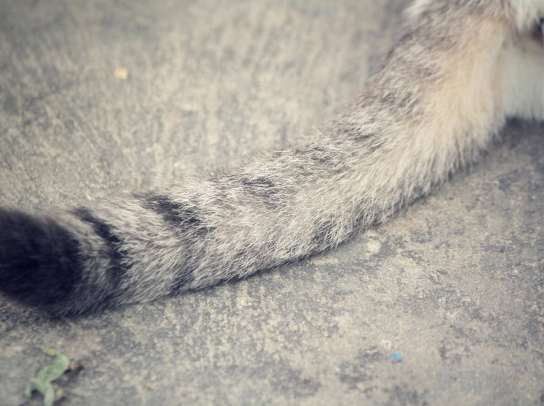 Na hoffentlich beißt niemand in diesen Katzenschwanz hinein – Shutterstock / successo images
