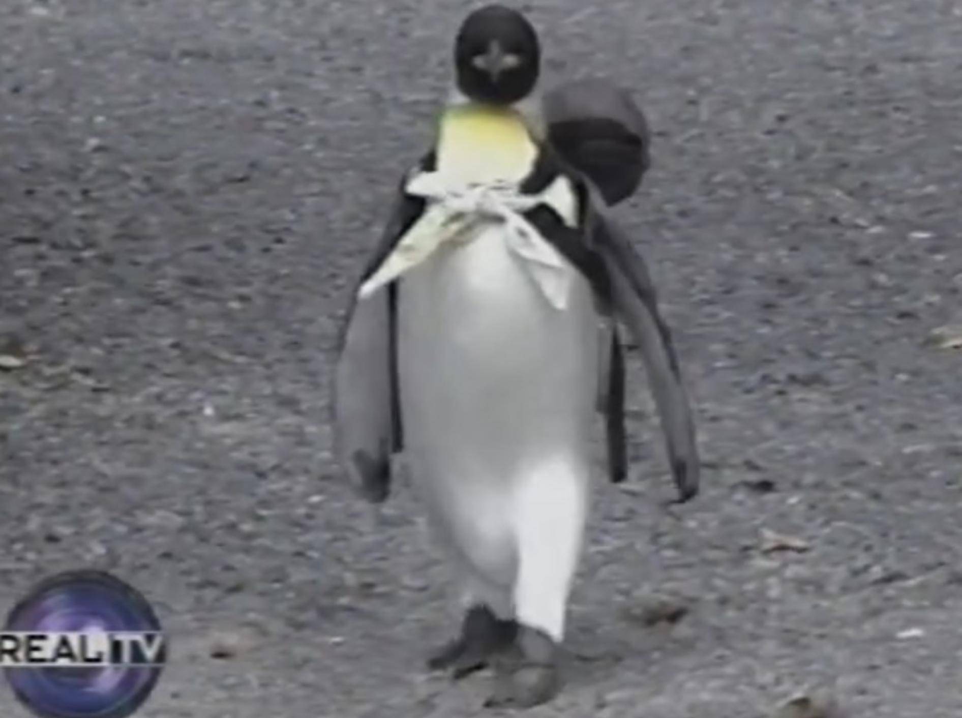 Das Wandern ist des Pinguins Lust – YouTube / DASA Productions