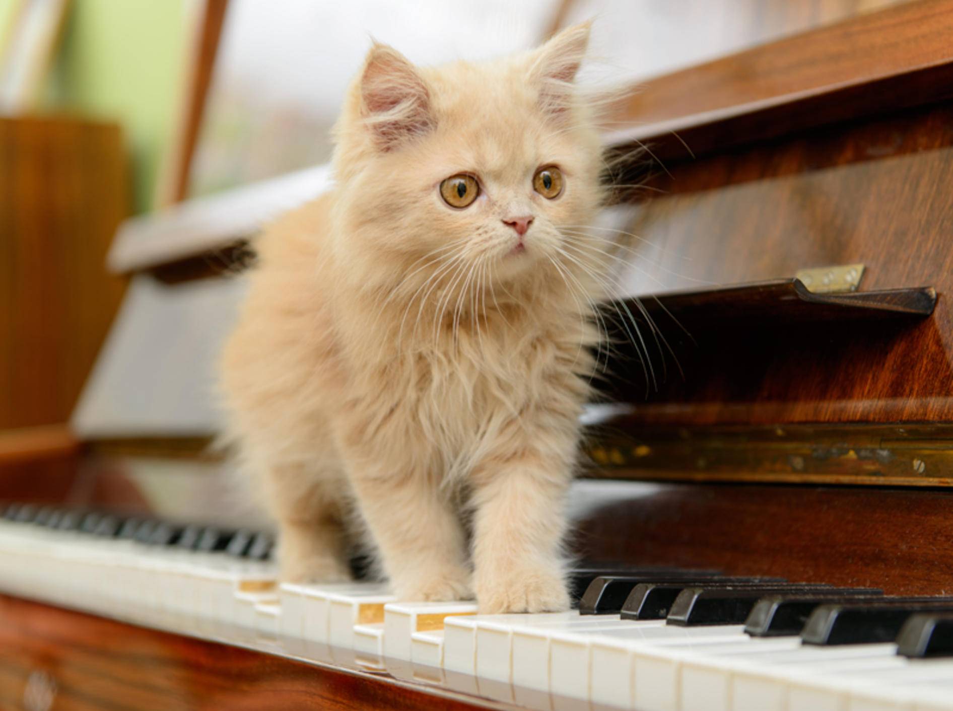 Welche Musik hören Katzen am liebsten? Diese Minimiez mag wohl am liebsten Klavierklänge – Shutterstock / Inna Astakhova