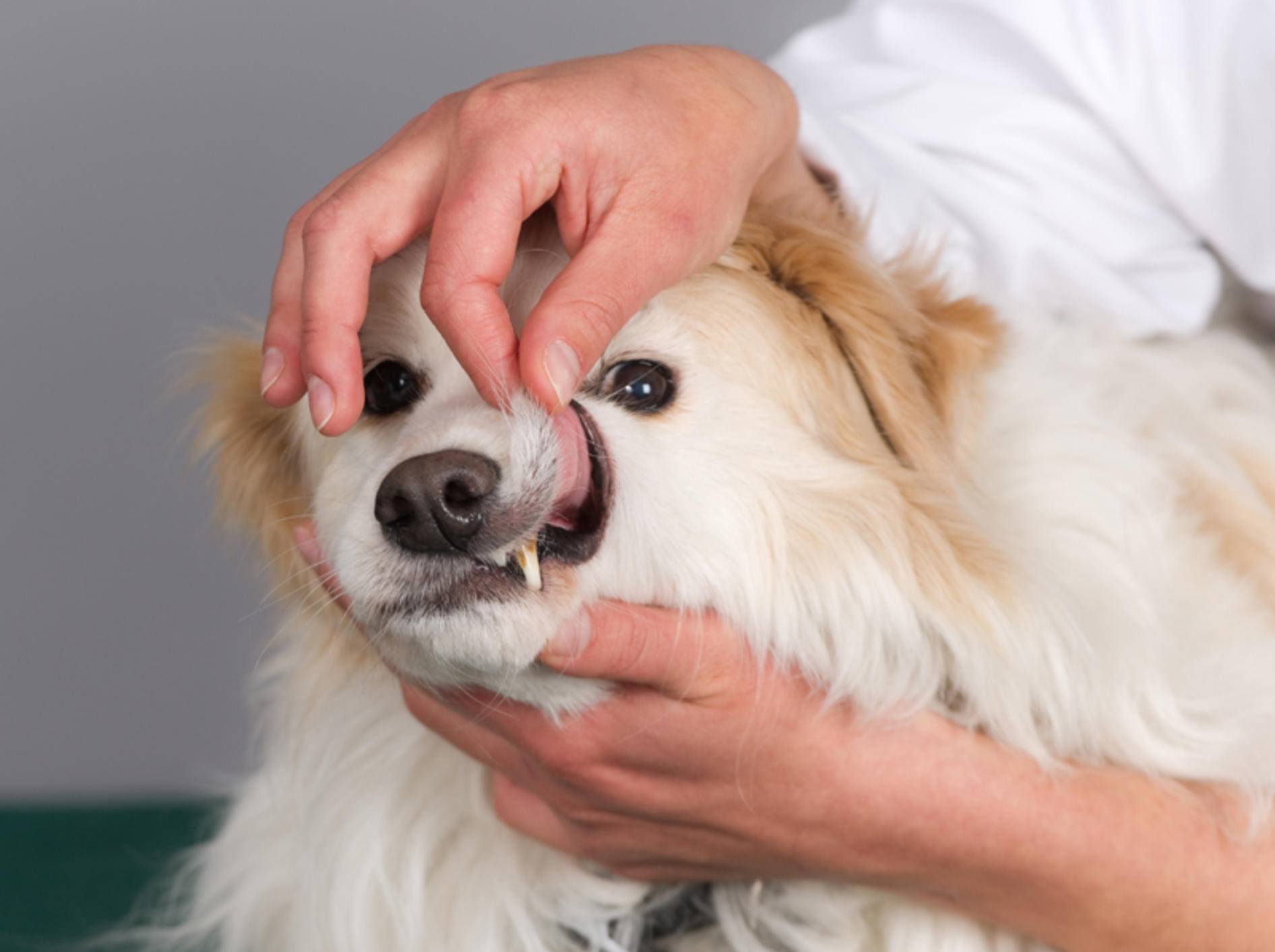 Ihr Tierarzt zeigt Ihnen, wie Sie die Zähne Ihres Hundes pflegen und einer Parodontitis vorbeugen können – Shutterstock / De Jongh Photography