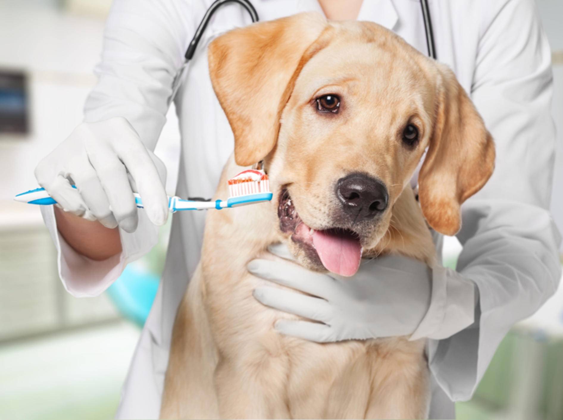 Ihr Tierarzt zeigt Ihnen gern, wie Sie die Zahnpflege beim Hund am besten durchführen – Shutterstock / Billion Photos