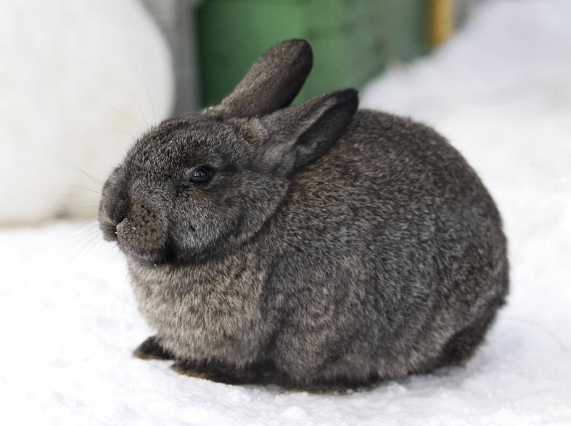 Kaninchen fühlen sich für gewöhnlich auch im Winter draußen wohl – Shutterstock / StockPhotosLV