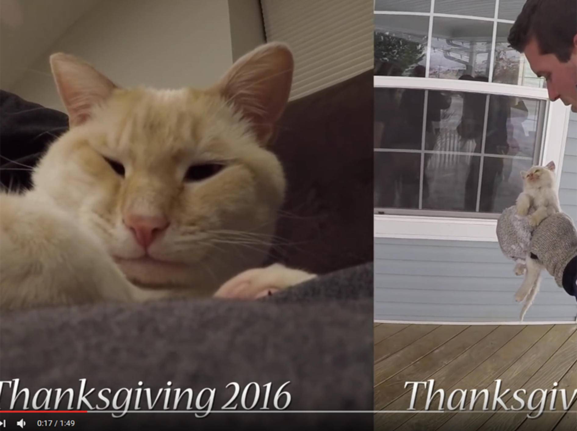 Katerchen Lazarus: Ein Jahr nach seiner Rettung – YouTube / Frozen Kitten