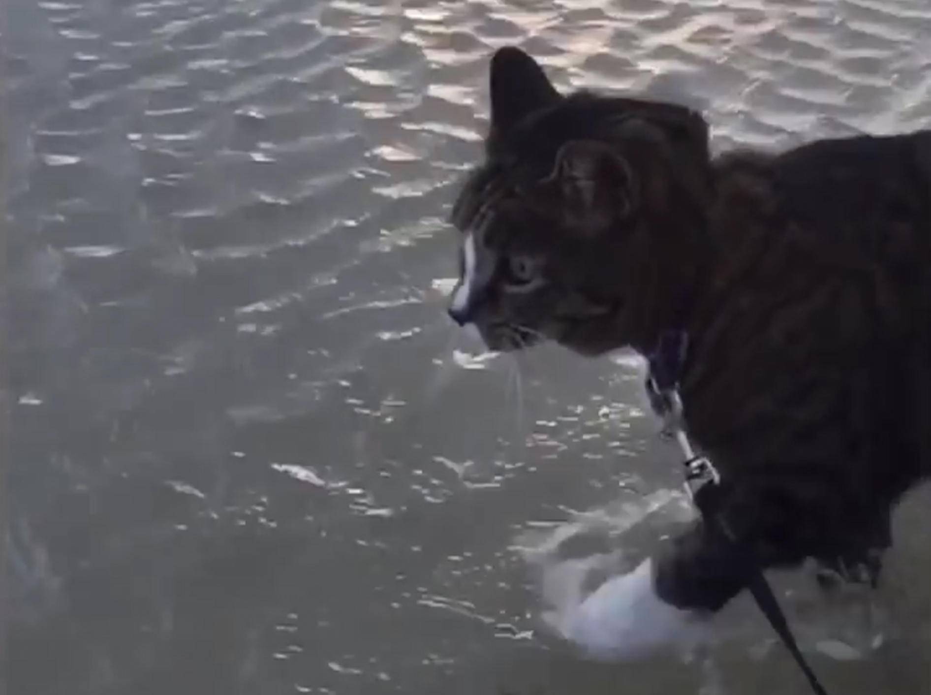 Katze Didga ist schwer zu beeindrucken – YouTube / CATMANTOO