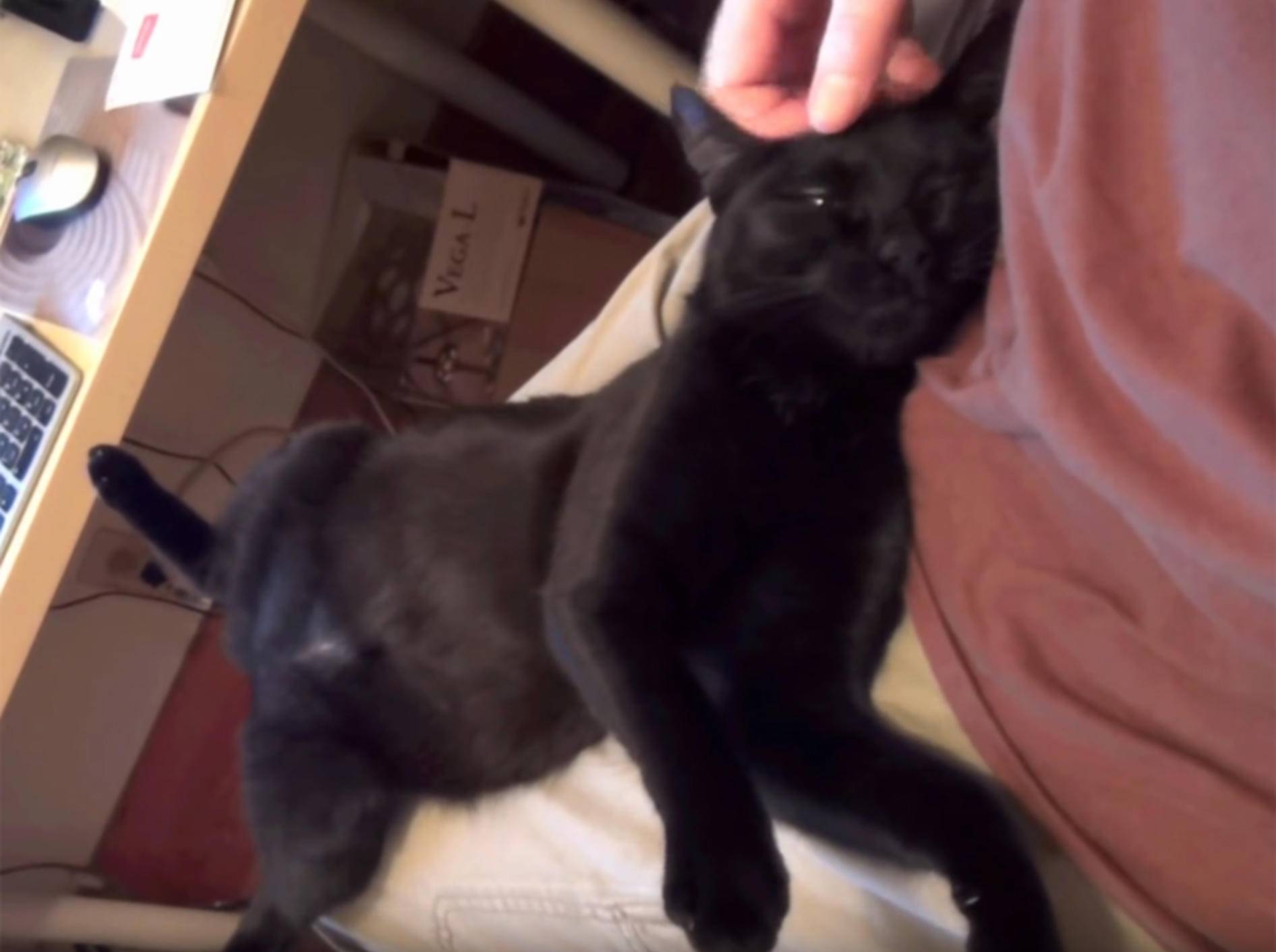 Schwarze Katze Kami schnurrt wie eine Nähmaschine – YouTube / The Kits Cats