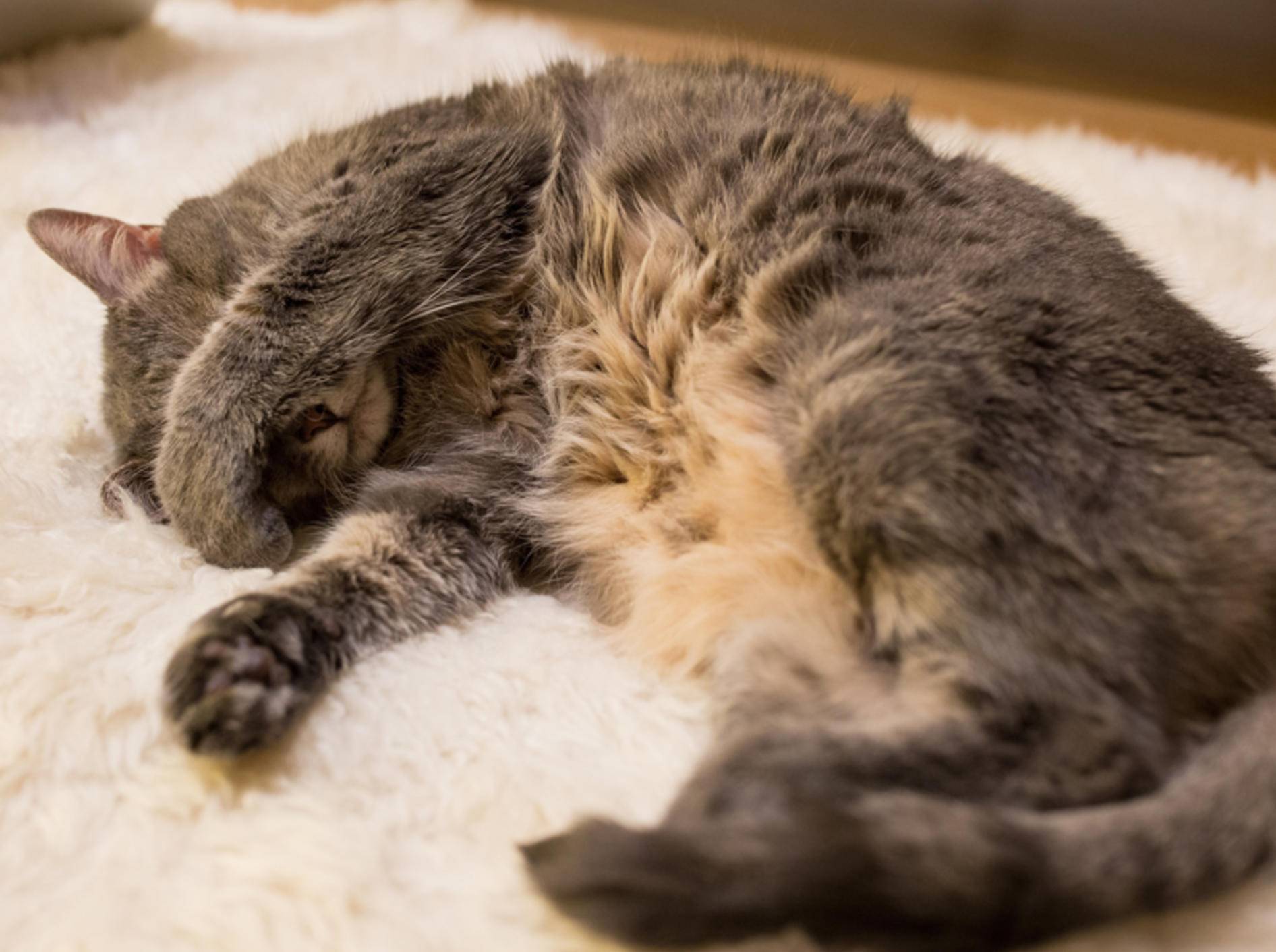 "Katzenjammer? Nein, ich mache hier nur ein Nickerchen", denkt sich diese Katze – Shutterstock / Anatoliy Tishin