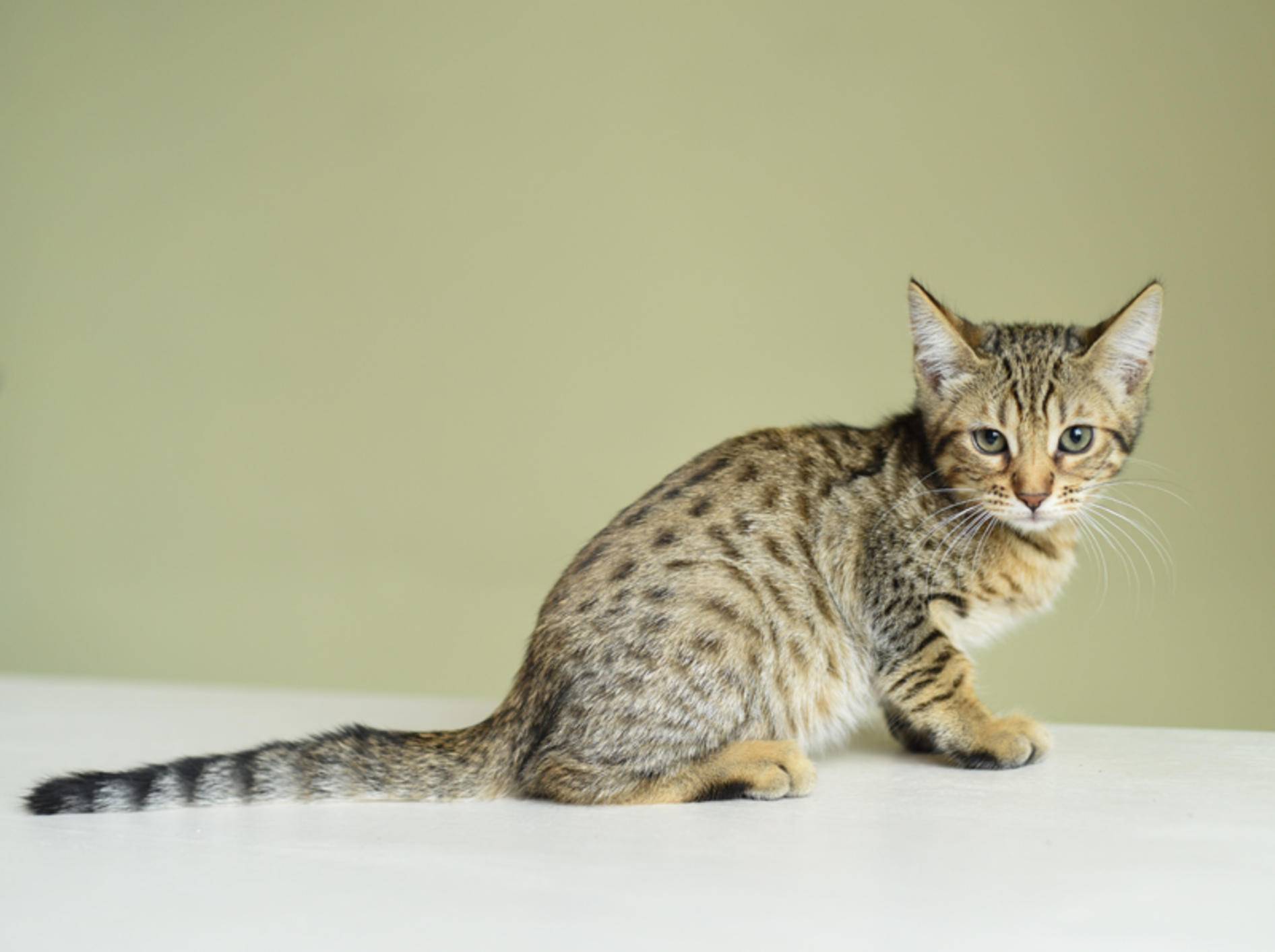 Savannah-Katzen stammen vom wilden Serval ab, was sich in ihrem exotischen Aussehen widerspiegelt – Shutterstock / Korneevets-Vydrenkova