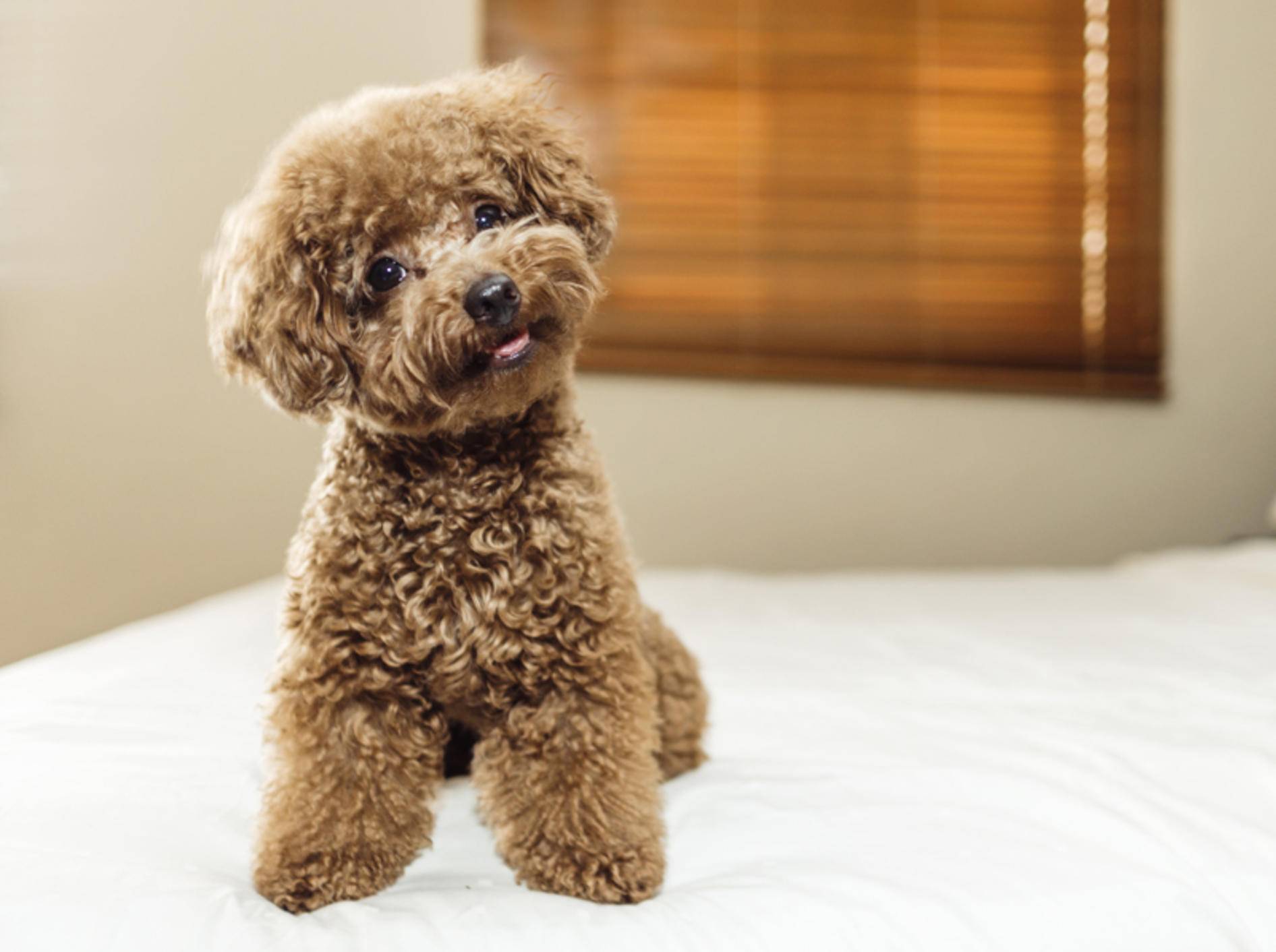 Dieser Toypudel sieht zwar wie ein Stofftier aus, ist aber ein ganz normaler Hund – Shutterstock / Lim Tiaw Leong