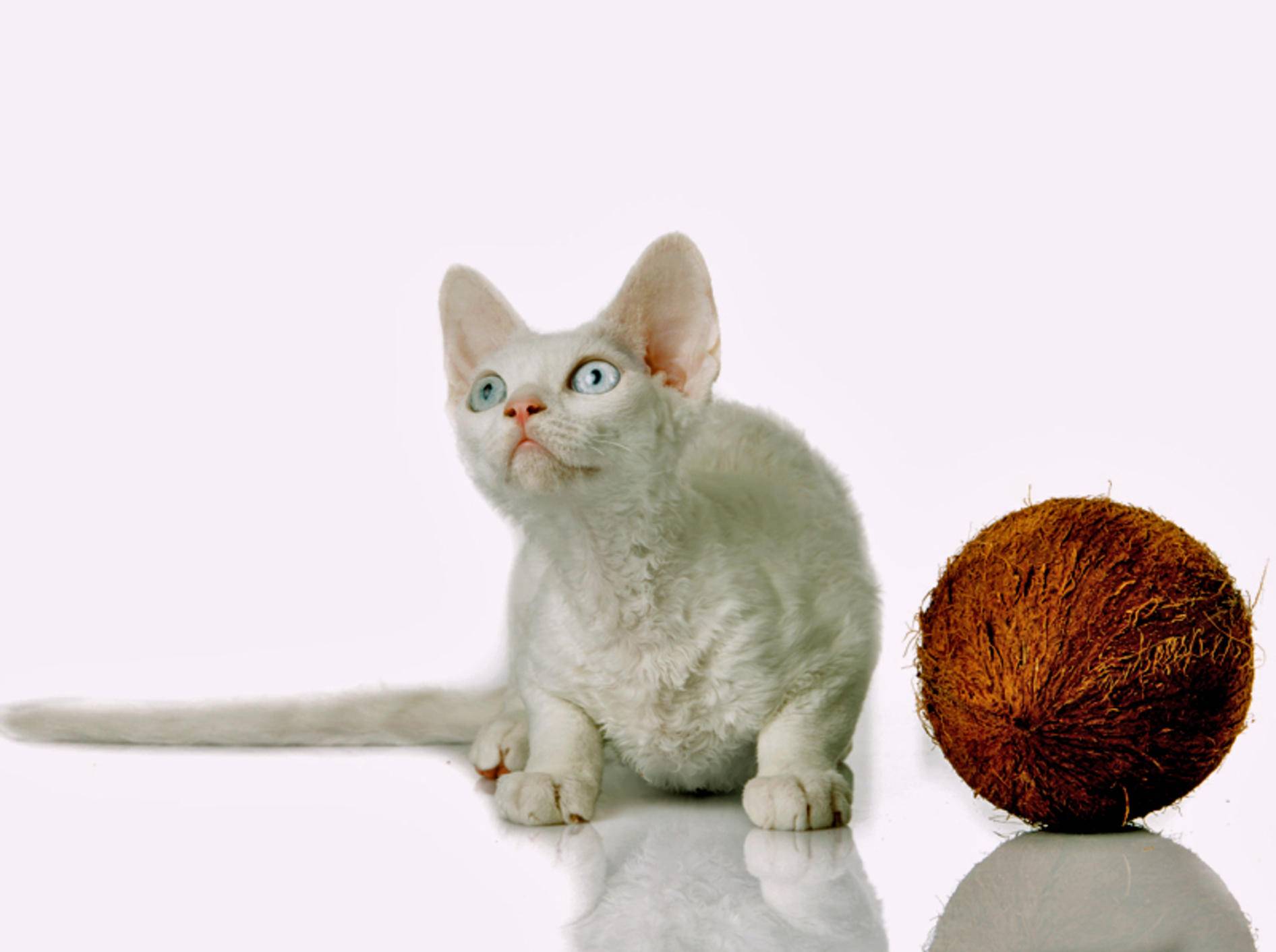 Diese Devon Rex Katze ist etwas skeptisch, ob Kokosöl ihr wirklich hilft – Shutterstock / Ewais