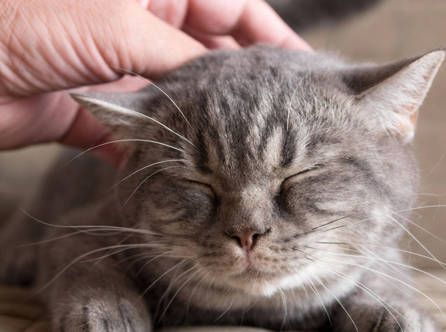 Vor dem Kauf einer Katze, sollte sich jeder Katzenhalter genau über alles Wichtige informieren – Shutterstock / Anna Nikonorova