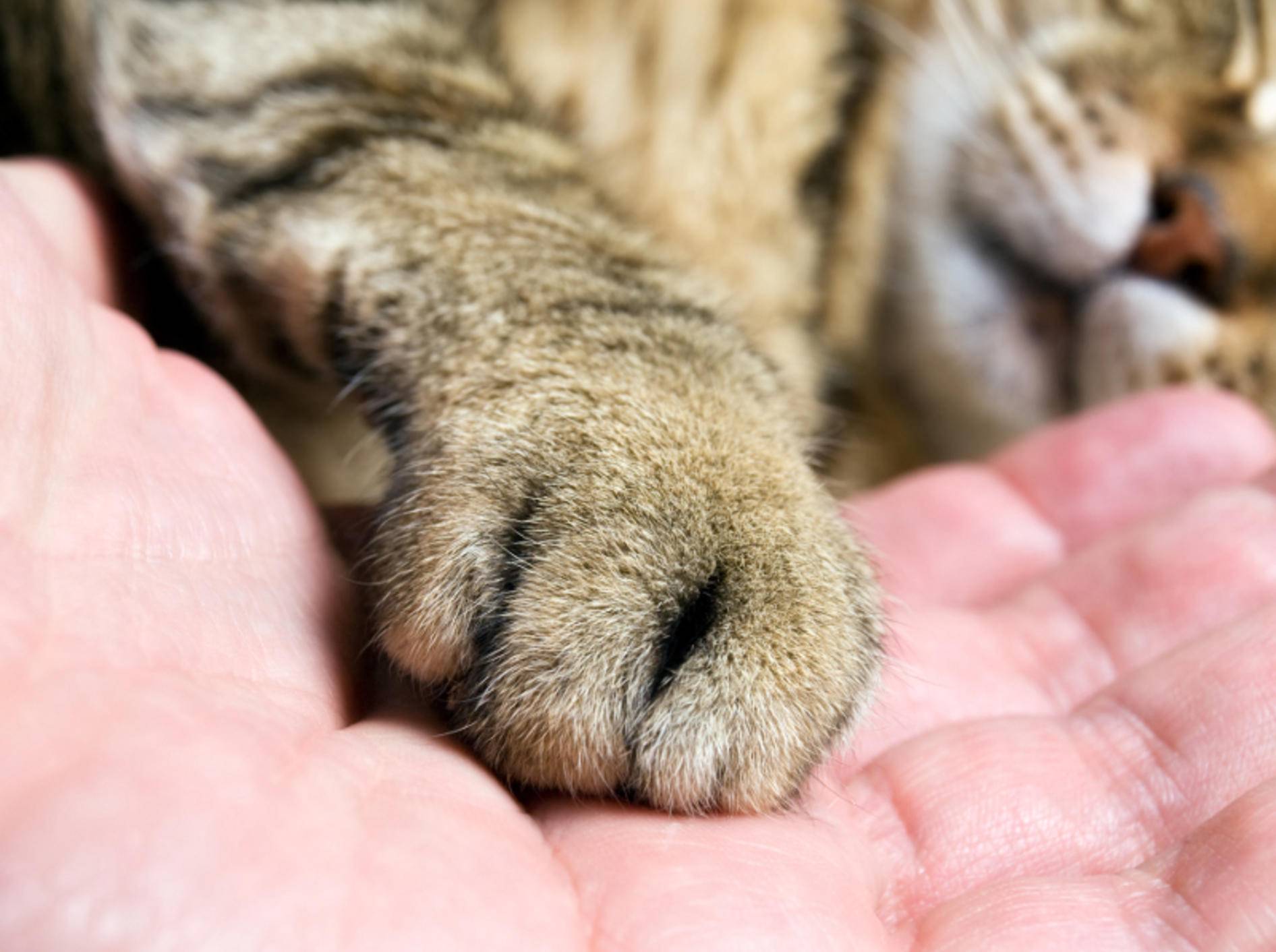 Wer seine Angst vor Katzen überwinden will, nähert sich den Fellnasen am besten langsam an – Shutterstock / Sinisa Botas